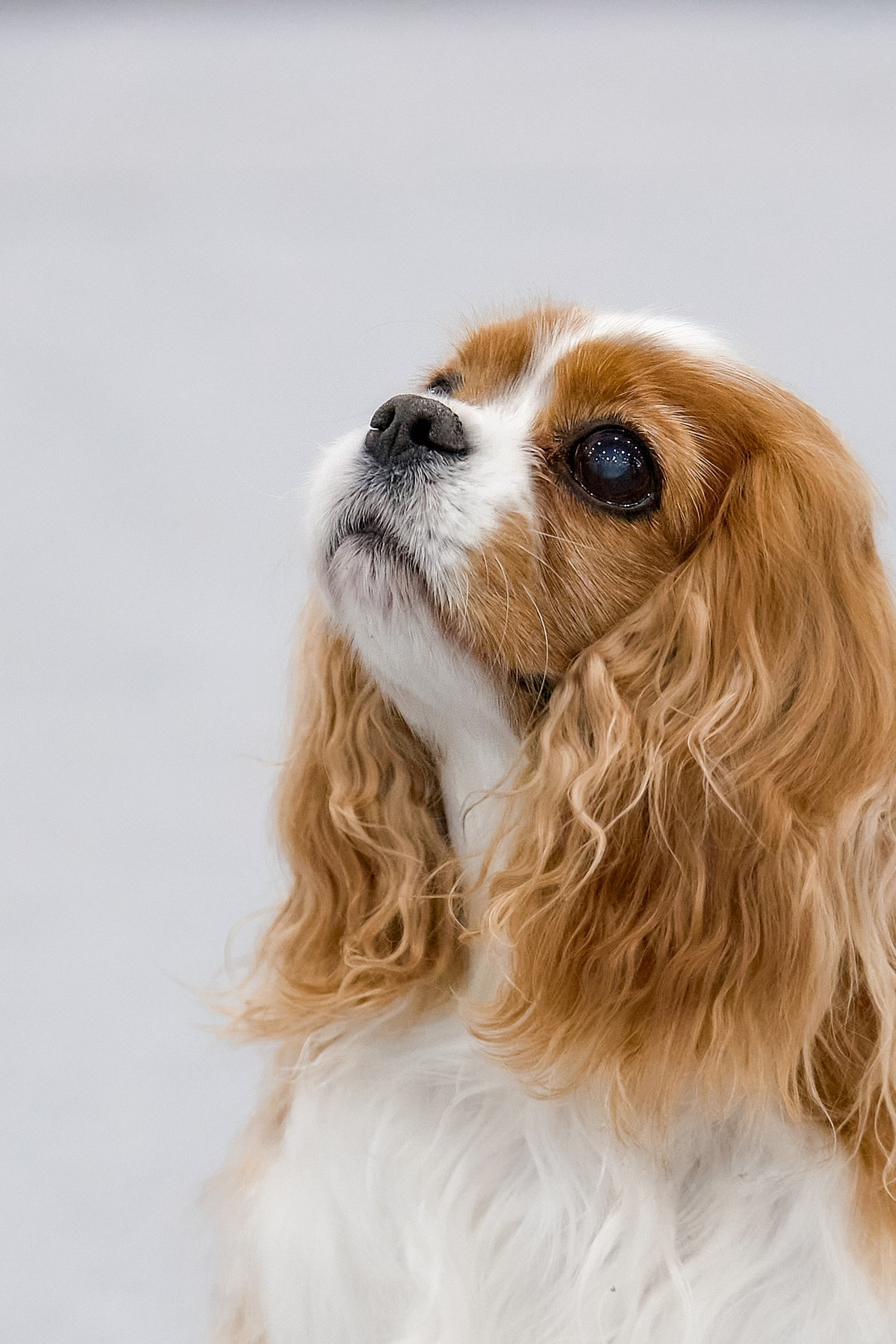 ККЧС Няша&nbsp;— Fire of love vom Kaninchengarten