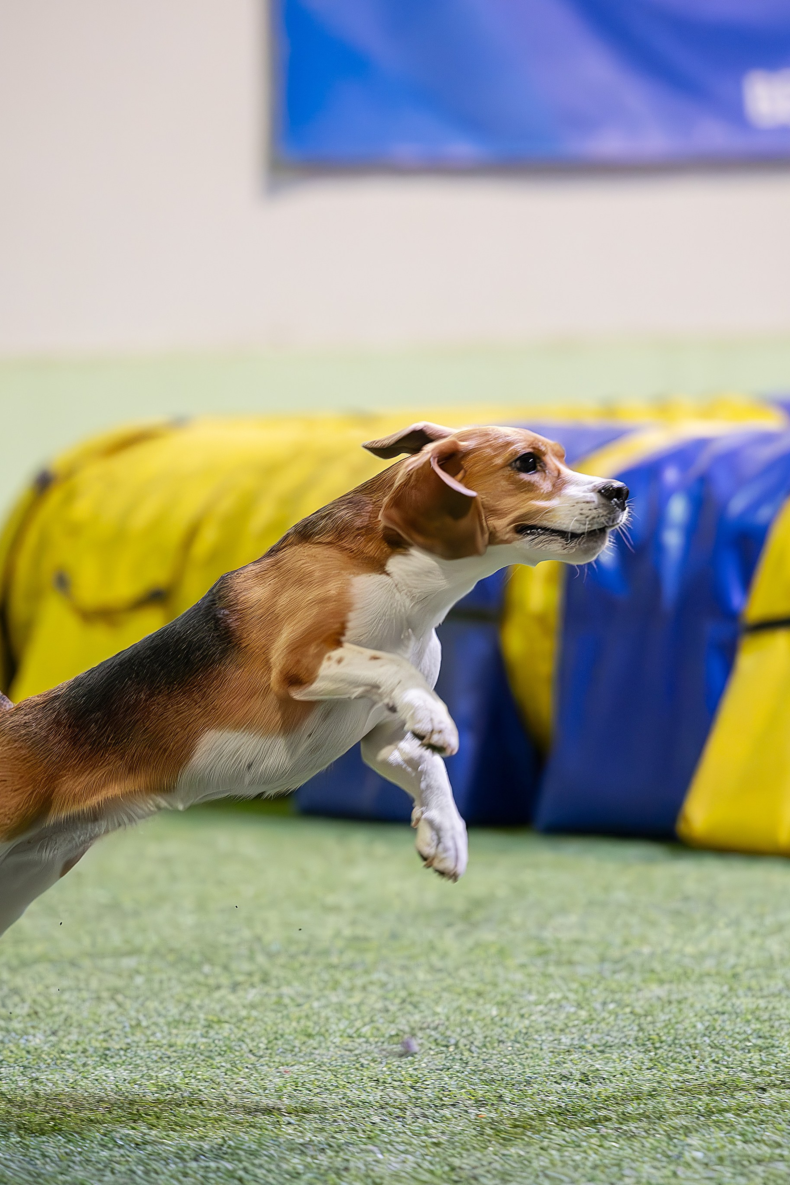 Кубок России по обидиенс 2025 (предварительная запись vk.com/wall-179 630 220_368). Фотограф-анималист Виктория Симонова. СПб