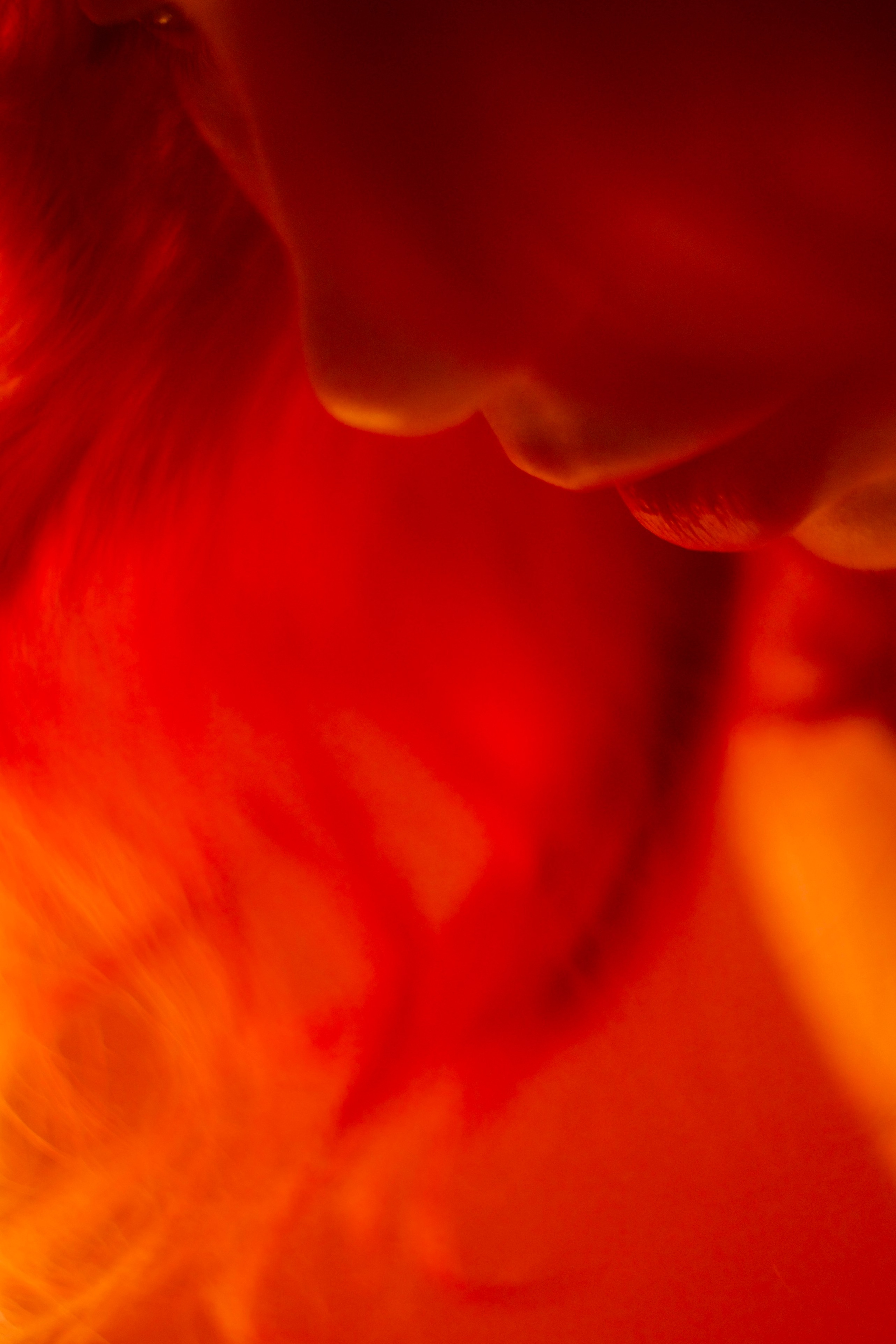 Анастасия. Анастасия Сусь | Портретный фотограф