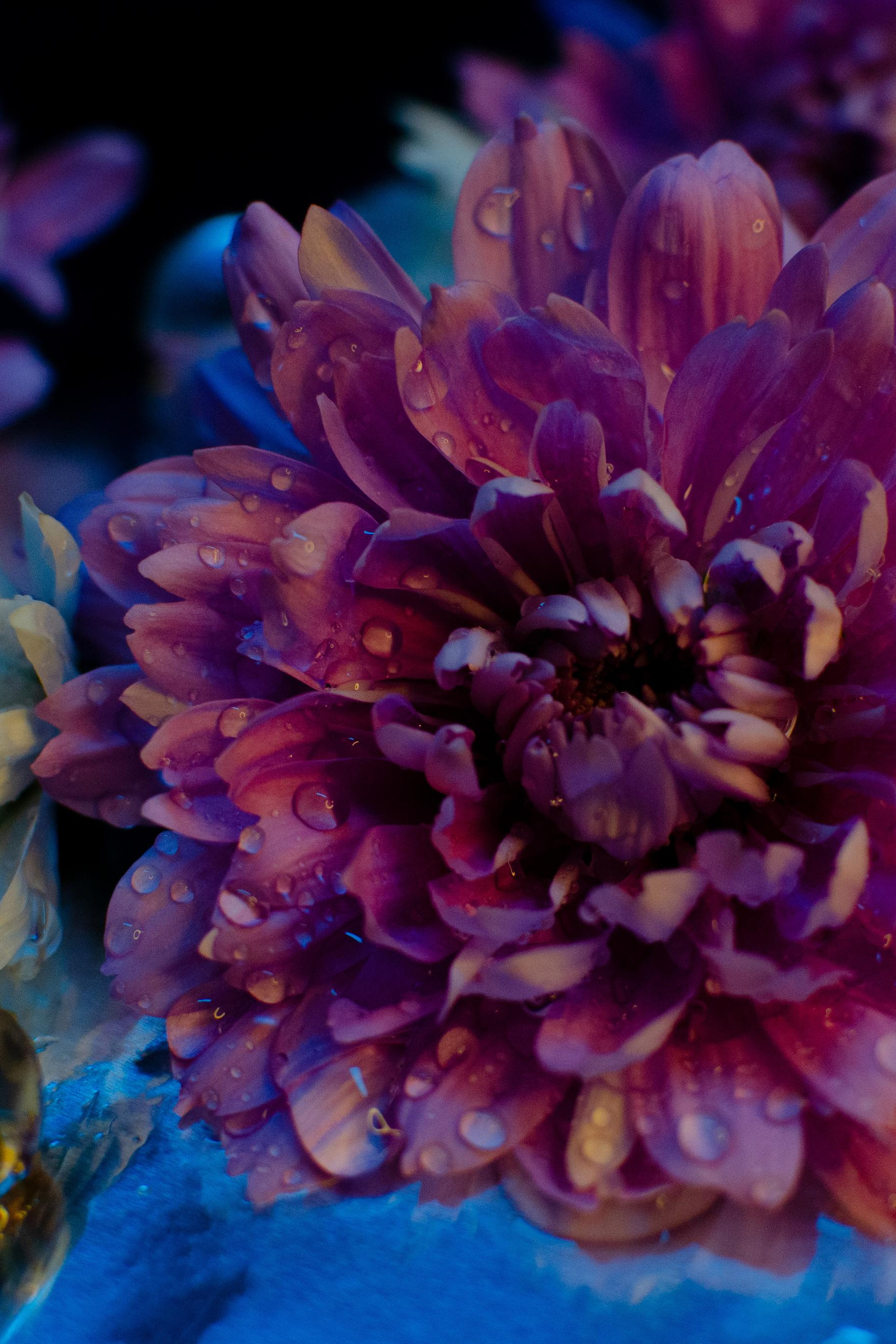 Истории. Портретный фотограф в Санкт-Петербурге Аласкарова Алессия