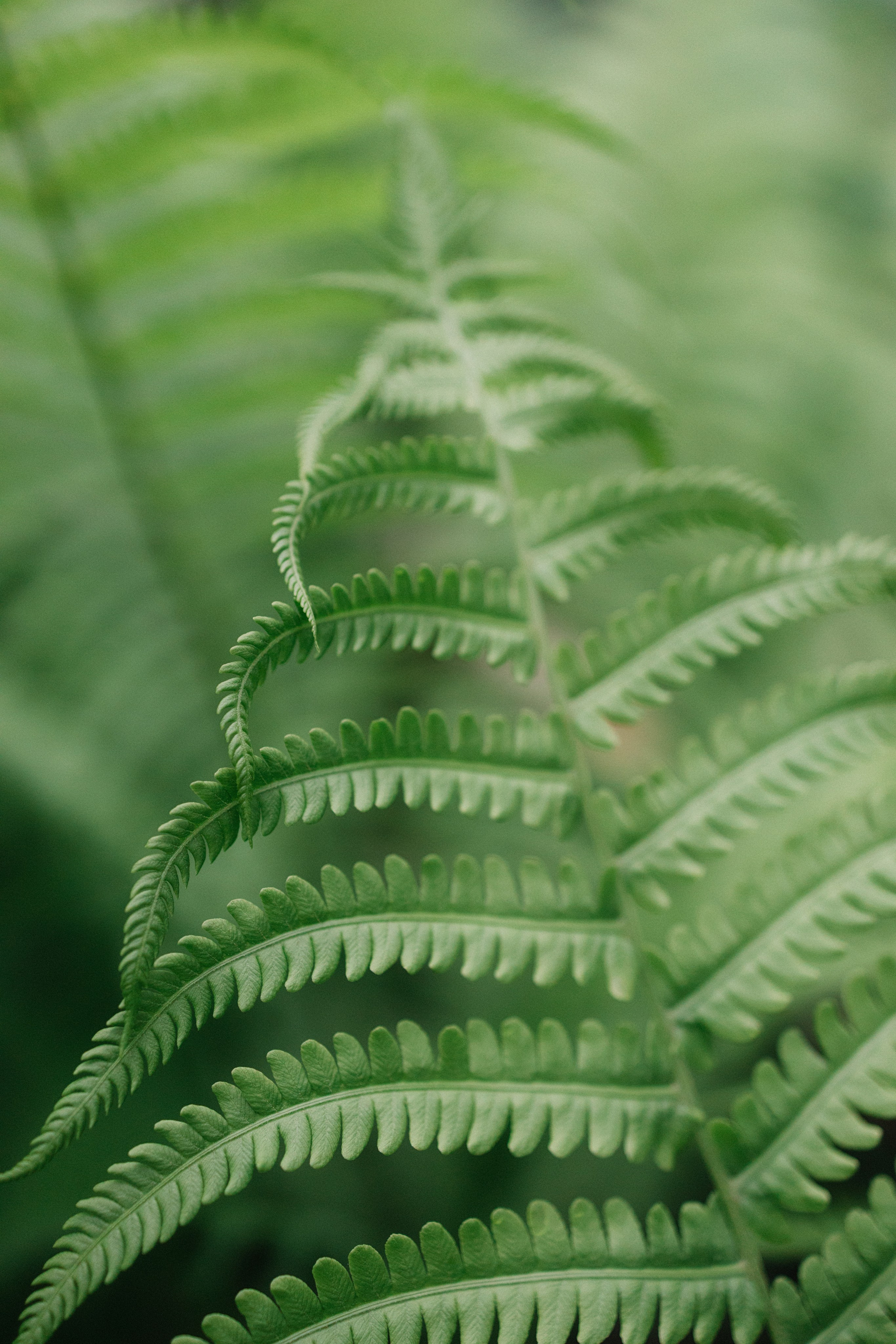 Максим и Алина. Свадебный фотограф в Краснодаре Булатова Наталия