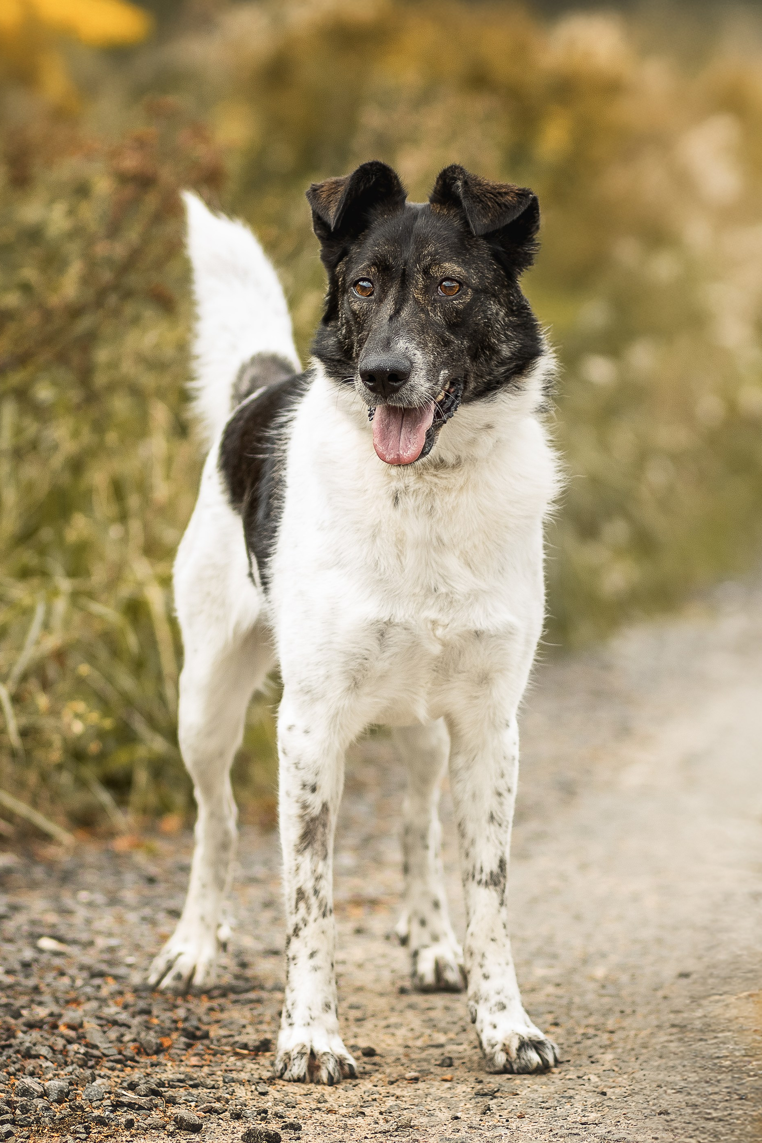 ИЩУТ ДОМ. Фотограф-анималист в Москве и Подмосковье