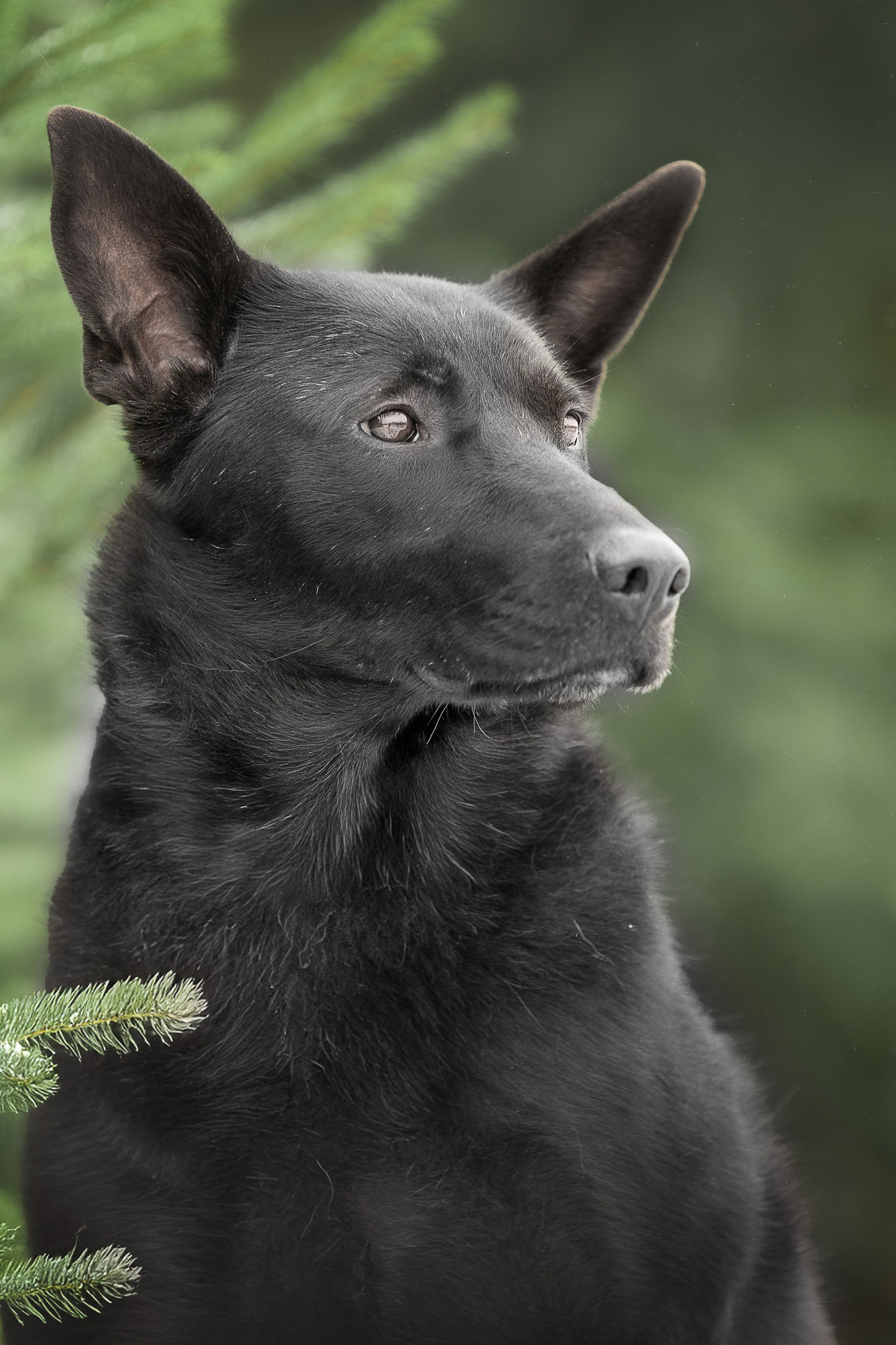 НАШЛИ ДОМ. Фотограф-анималист в Москве и Подмосковье