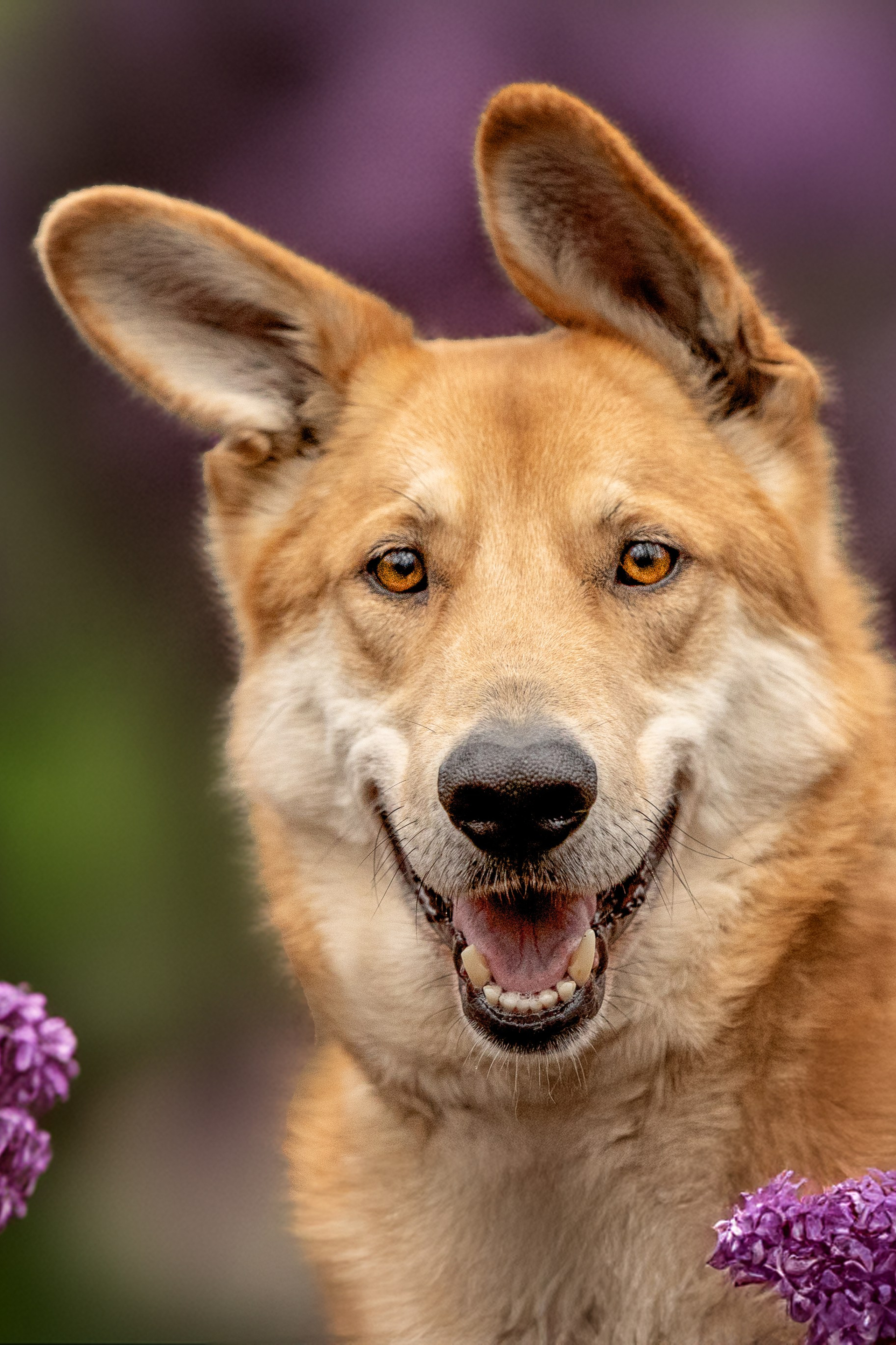 ИЩУТ ДОМ. Фотограф-анималист в Москве и Подмосковье