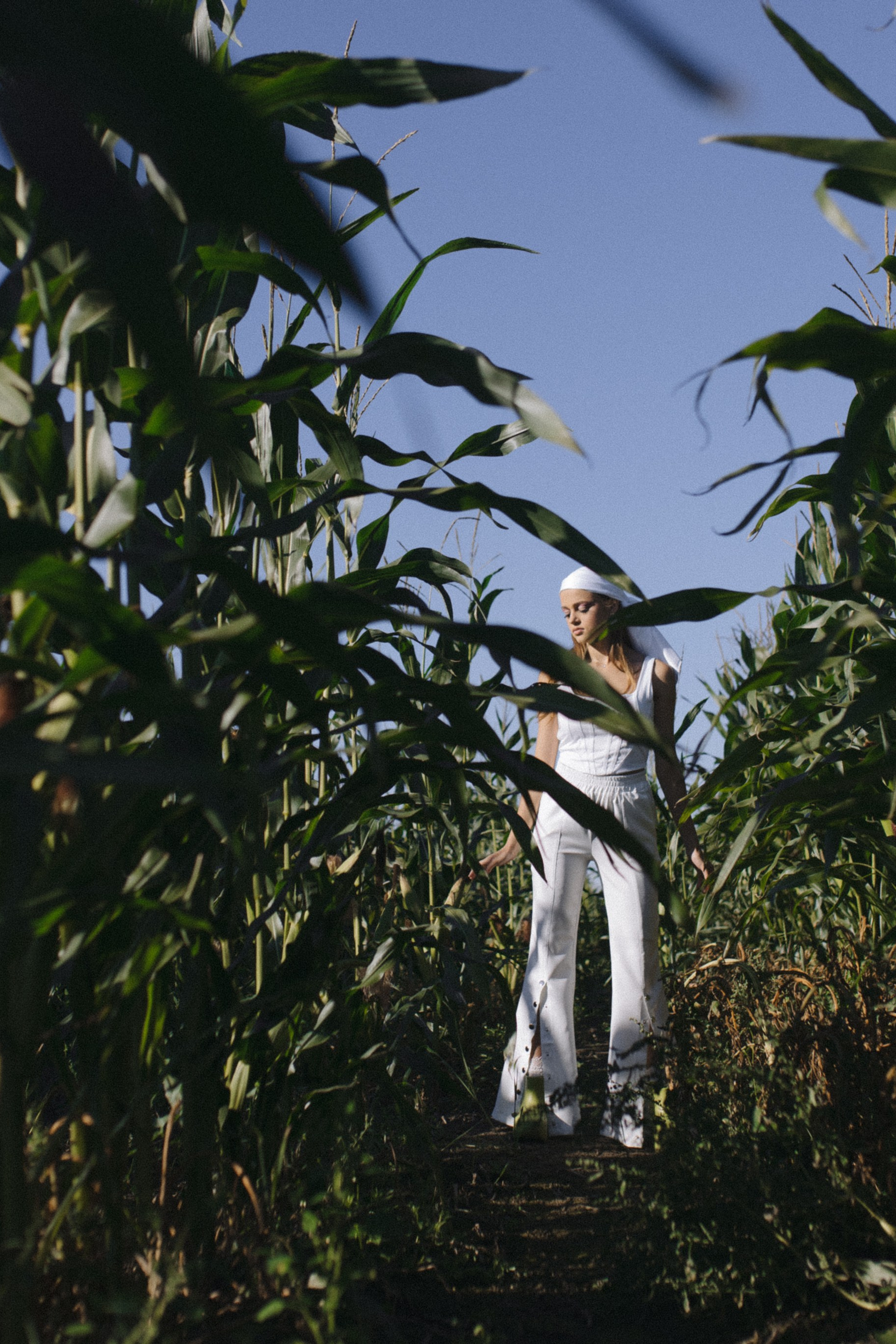 Любовь нашла в кукурузе