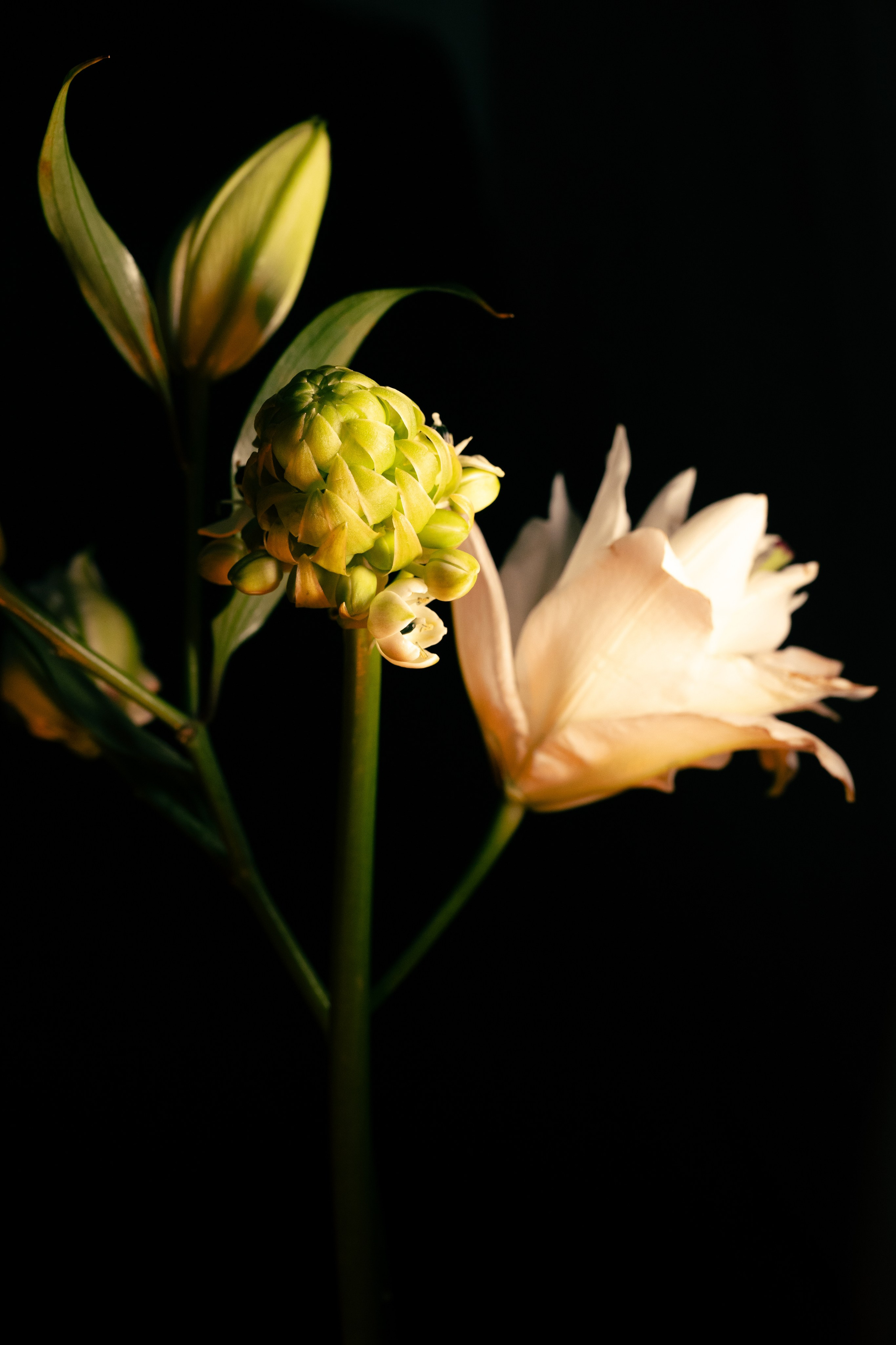 Shades of Bloom