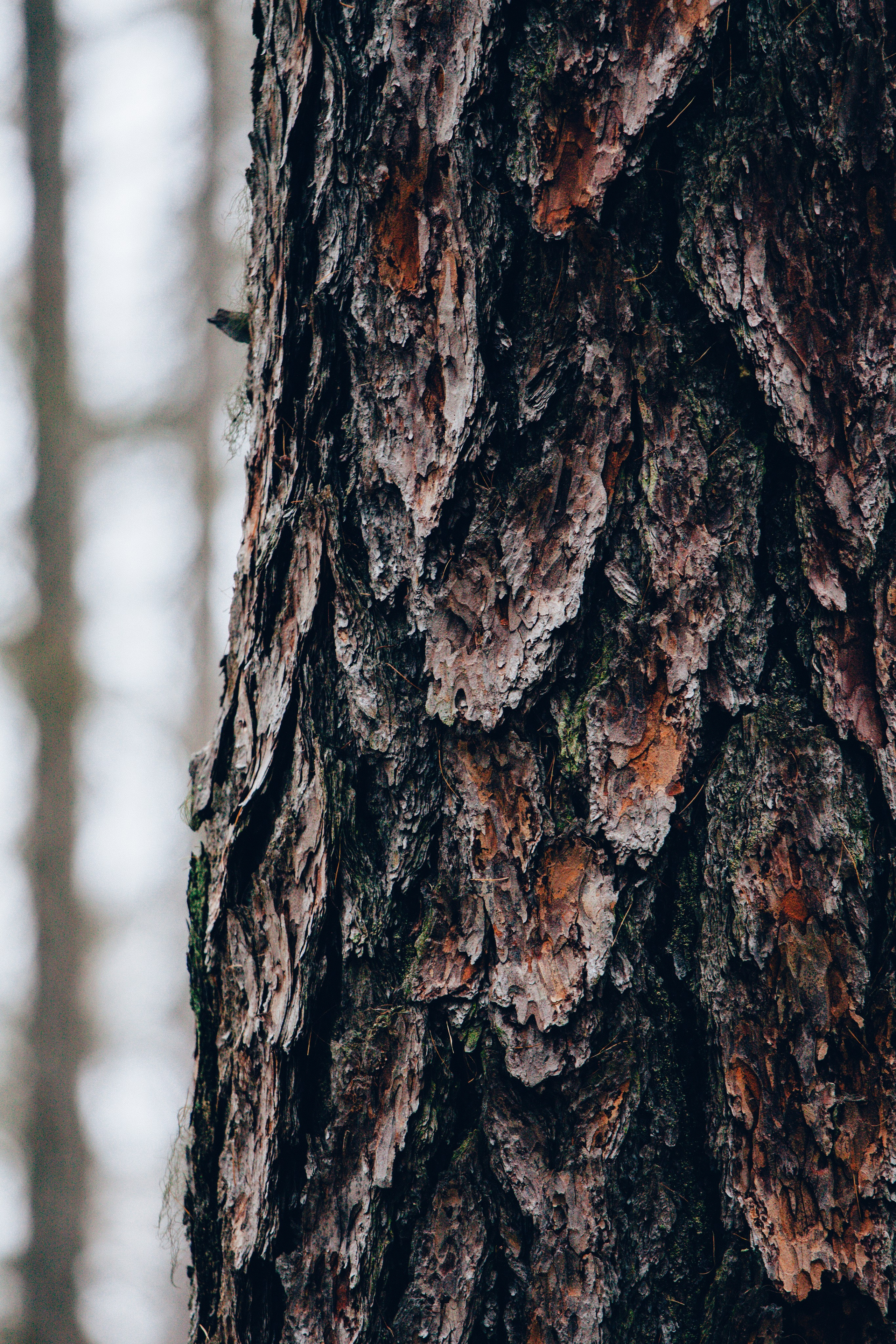 Ноябрь Роща