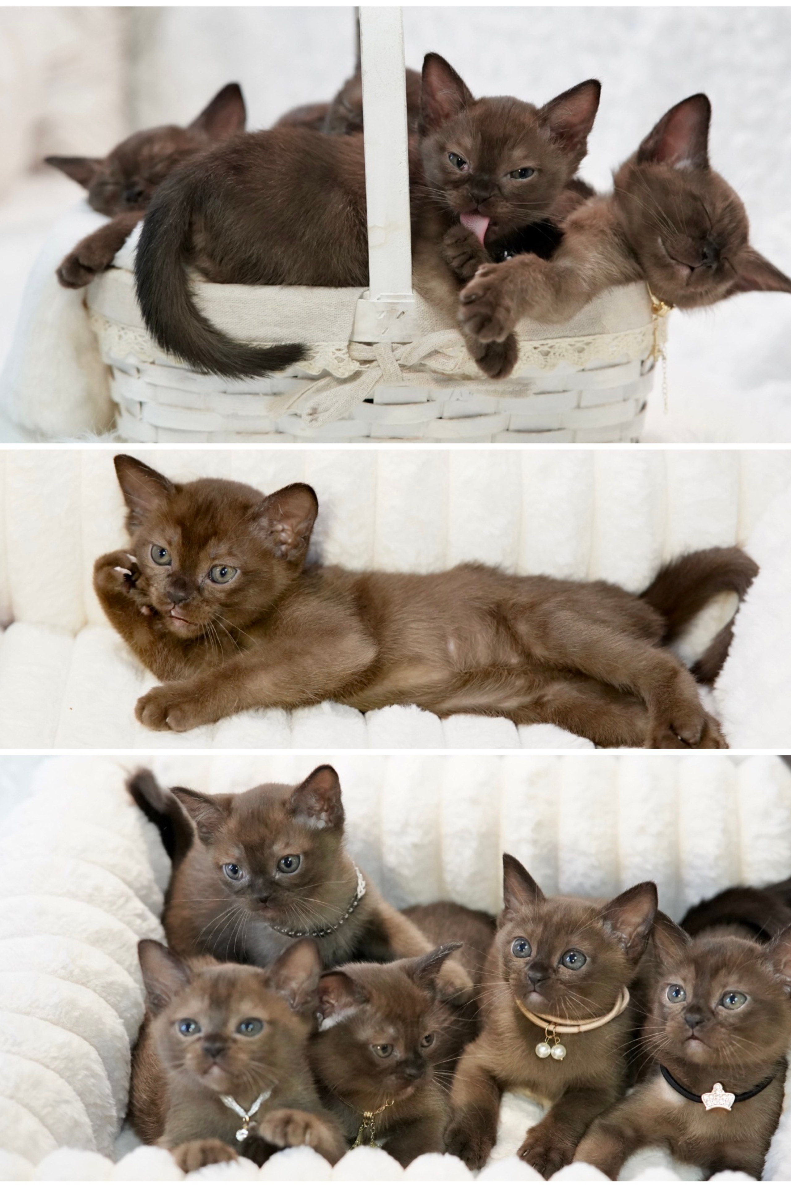 Котята