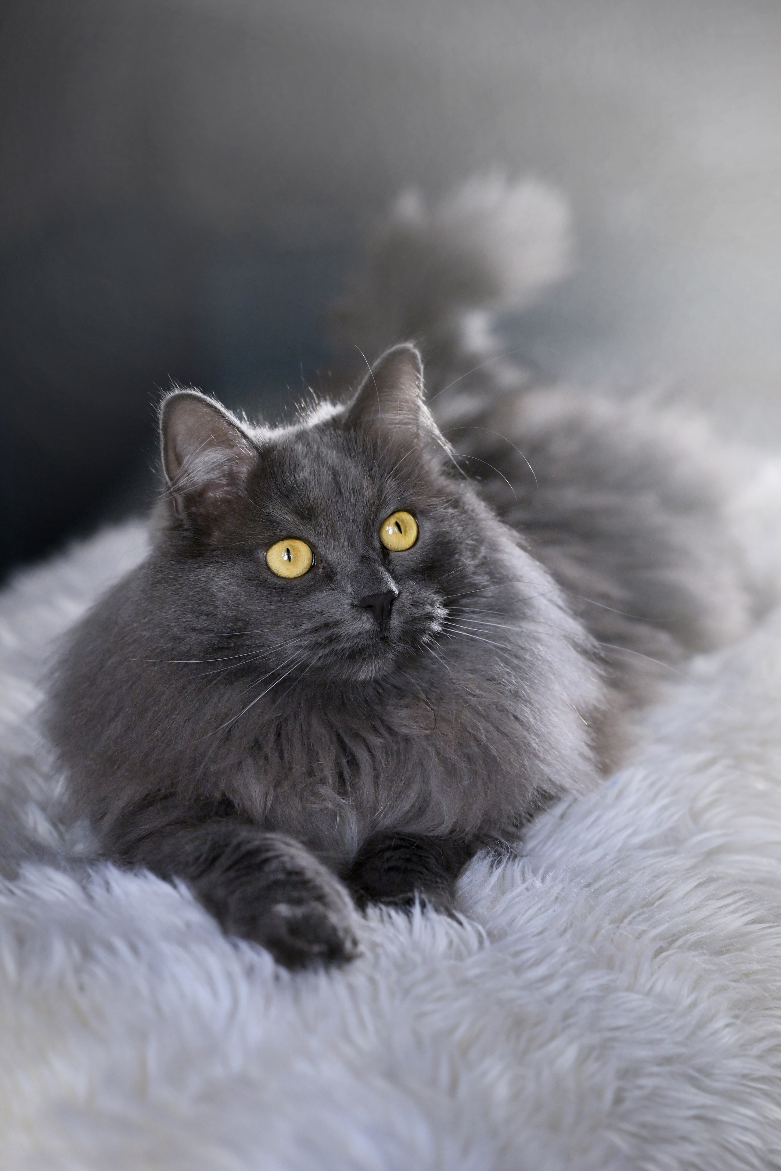 Кот породы нибелунг на меховой подстилочке
