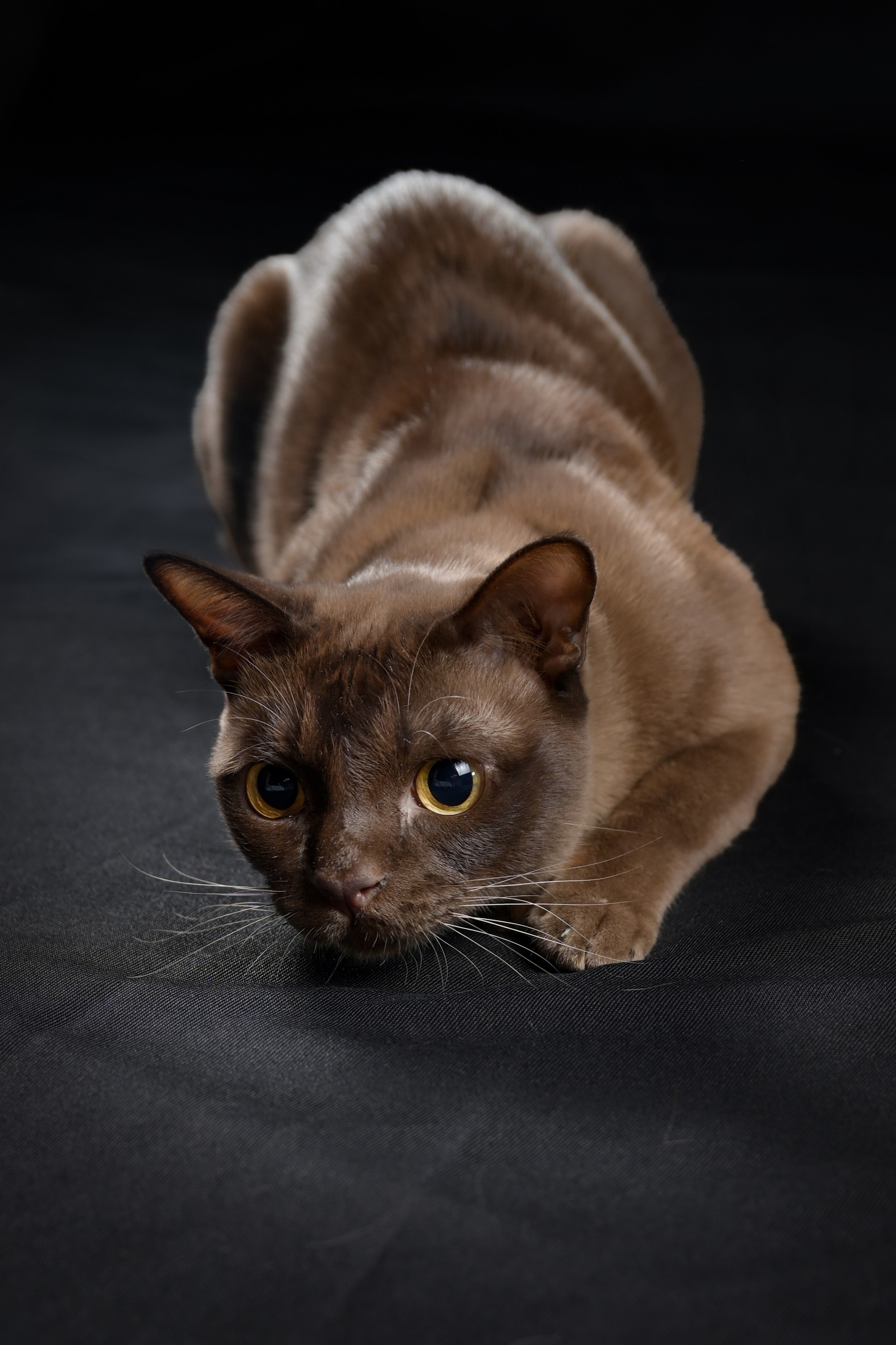 Кот м момент охоты