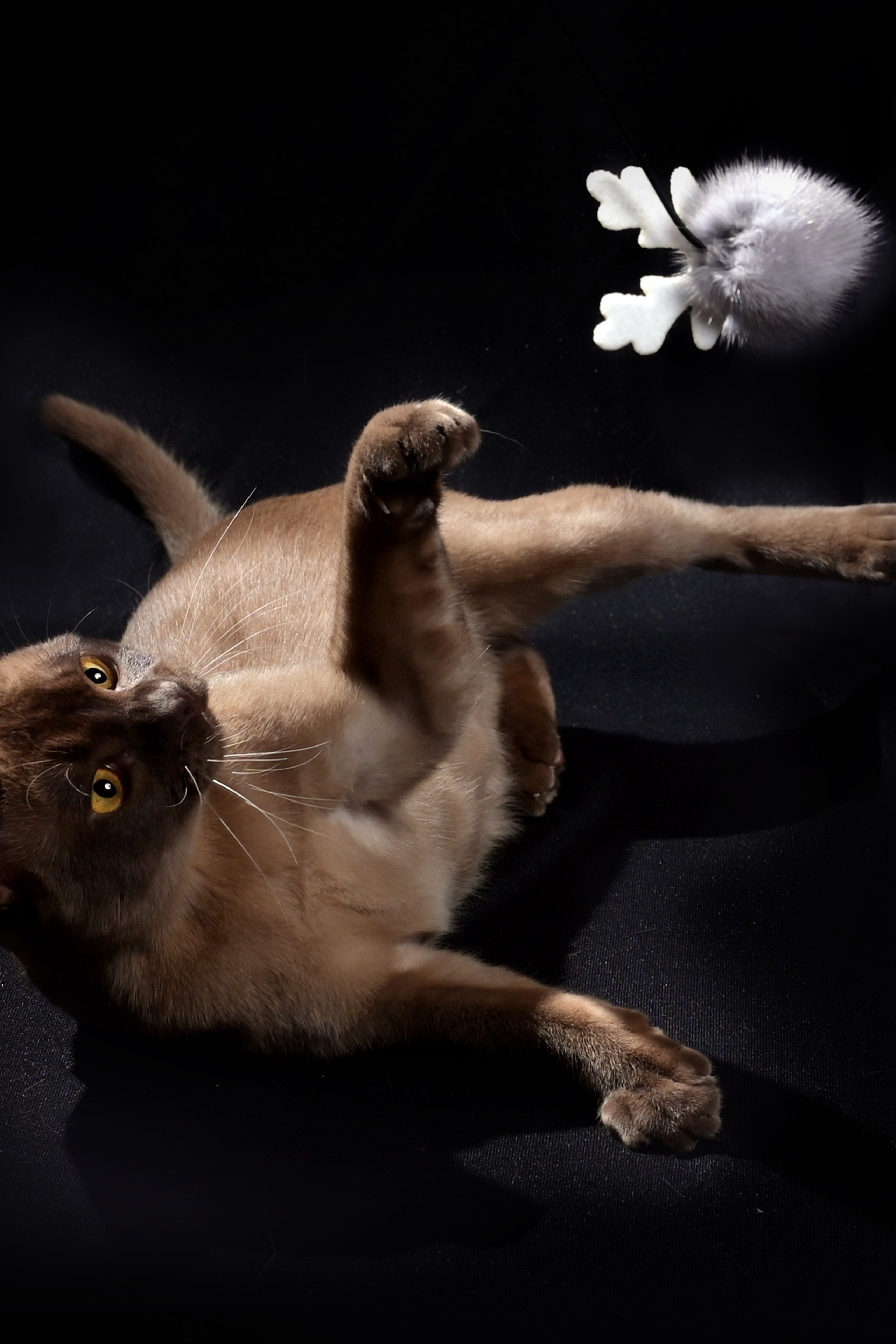 Подсвеченный на черном фоне силуэт кота, который играет с игрушкой на нитке