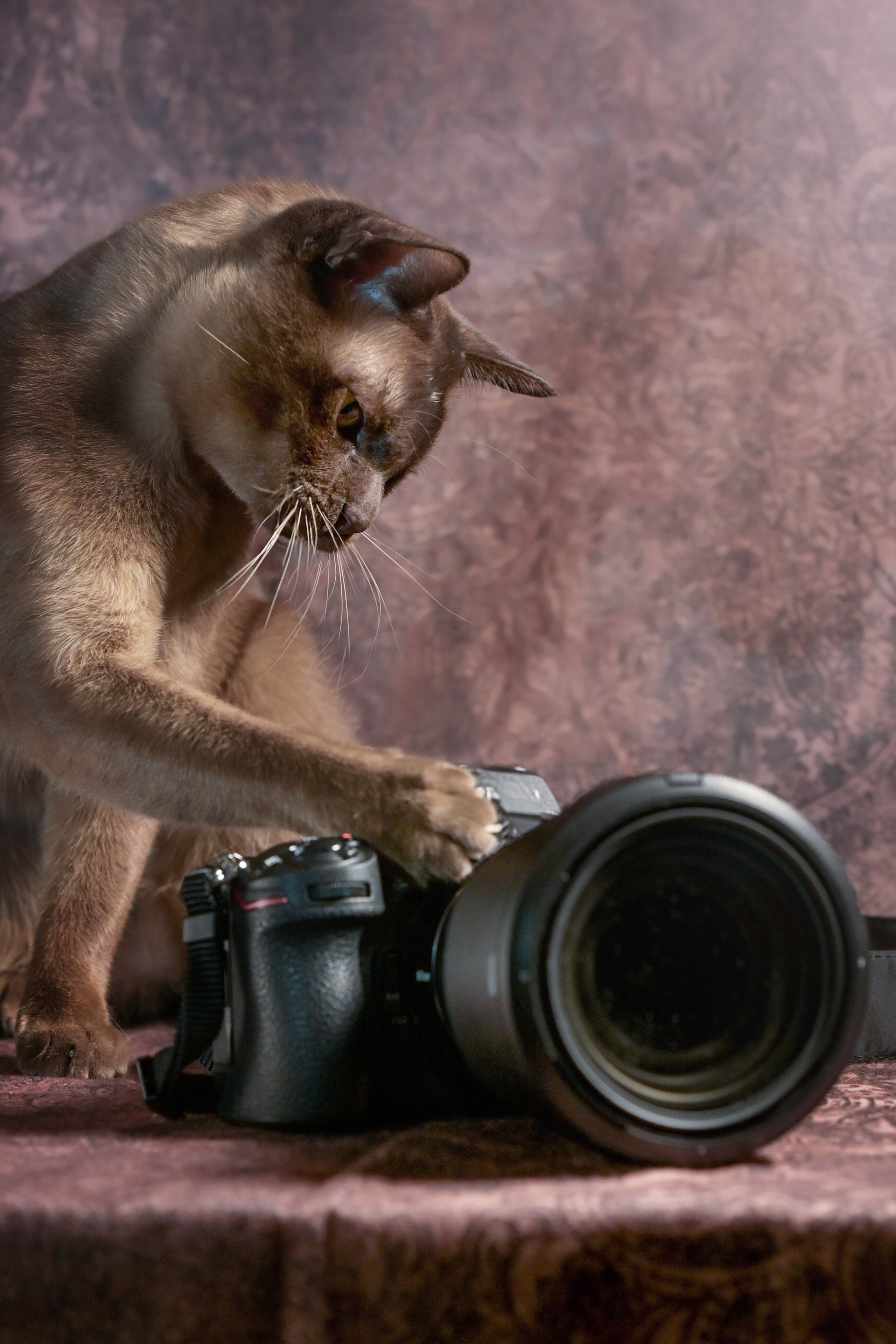 Котик бурманской породы играет с фотокамерой