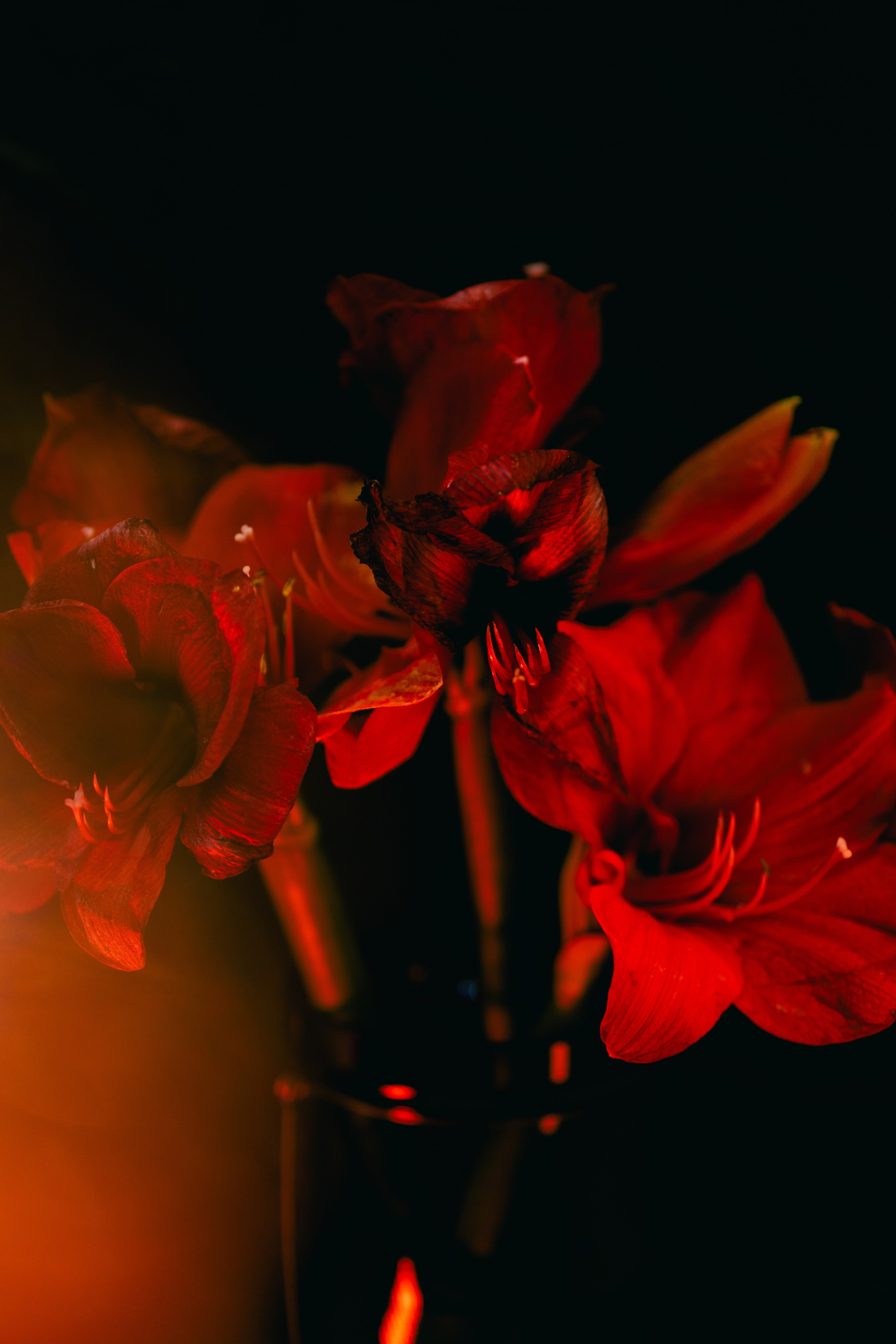 Amarilys. Анастасия Клепцова, портретный фотограф Москва