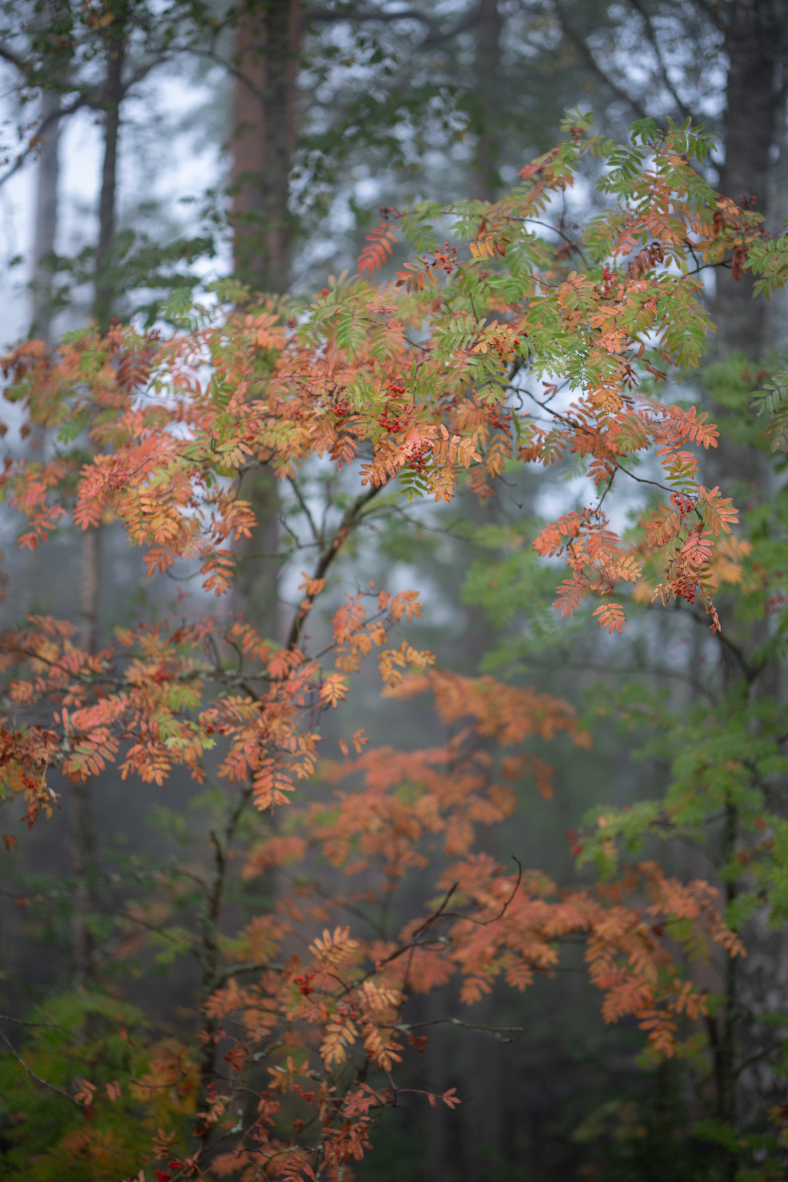 История. Портретный фотограф Денис Милютин