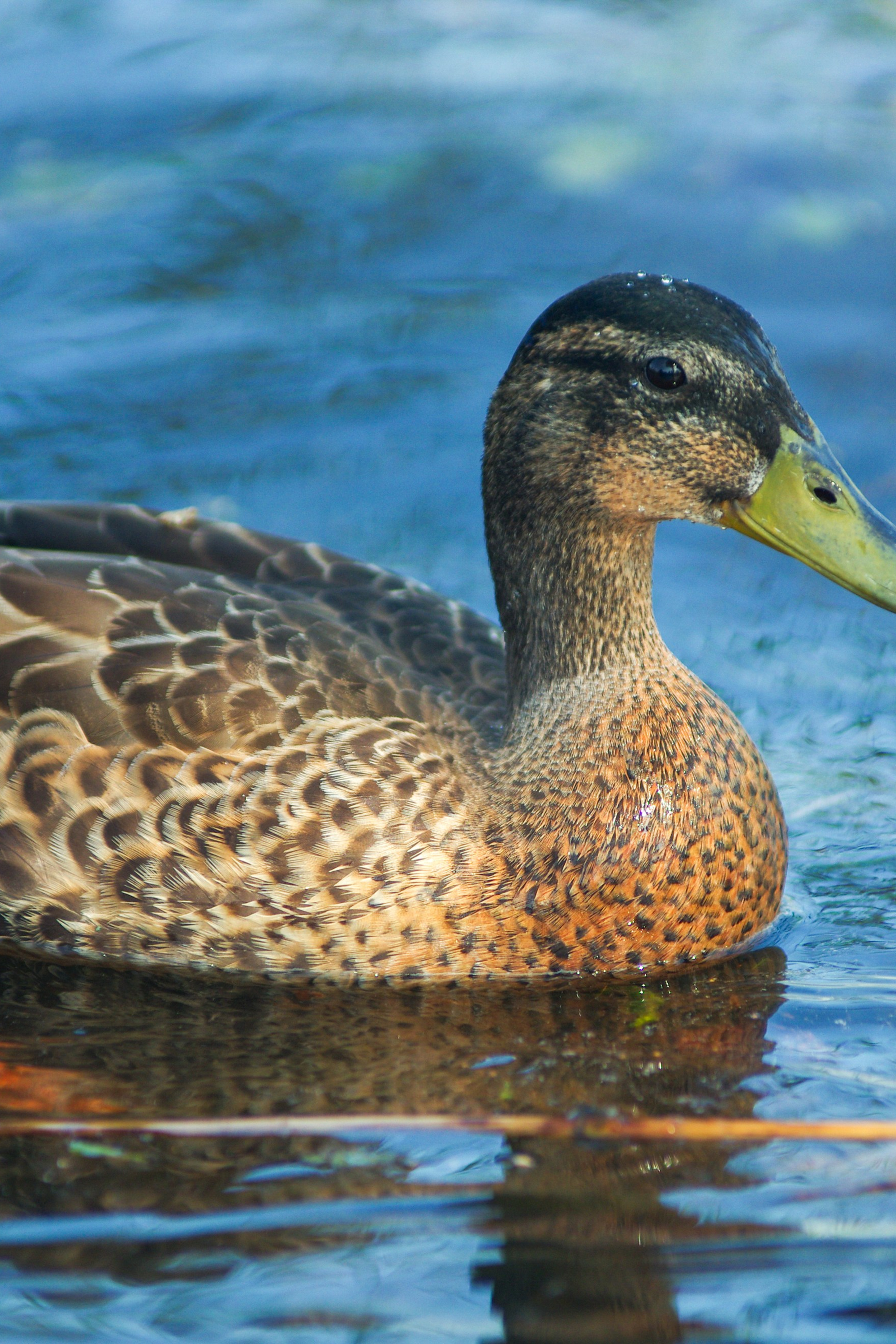История. Портретный фотограф Денис Милютин