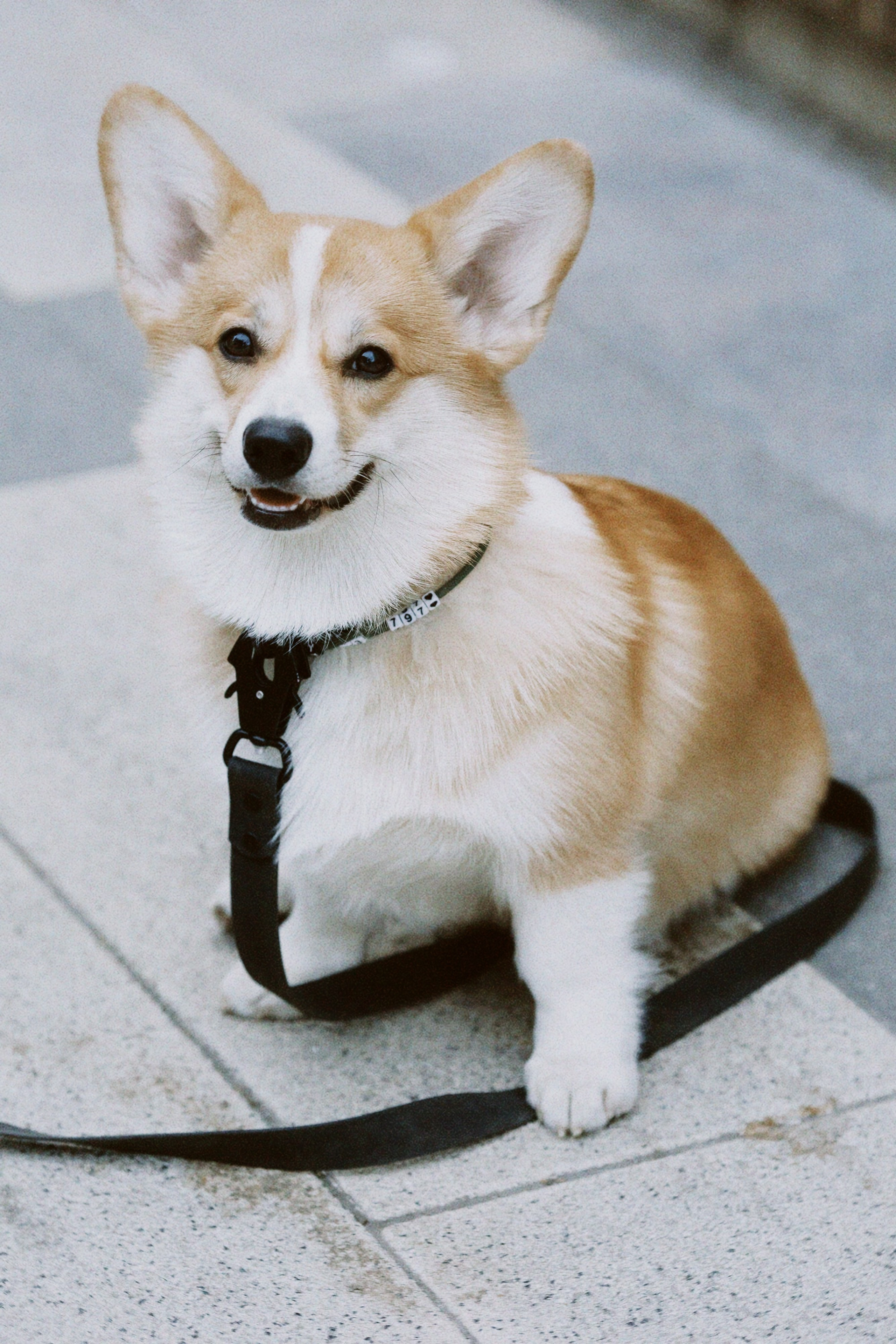 Евгения и Харли. Фотограф в Москве