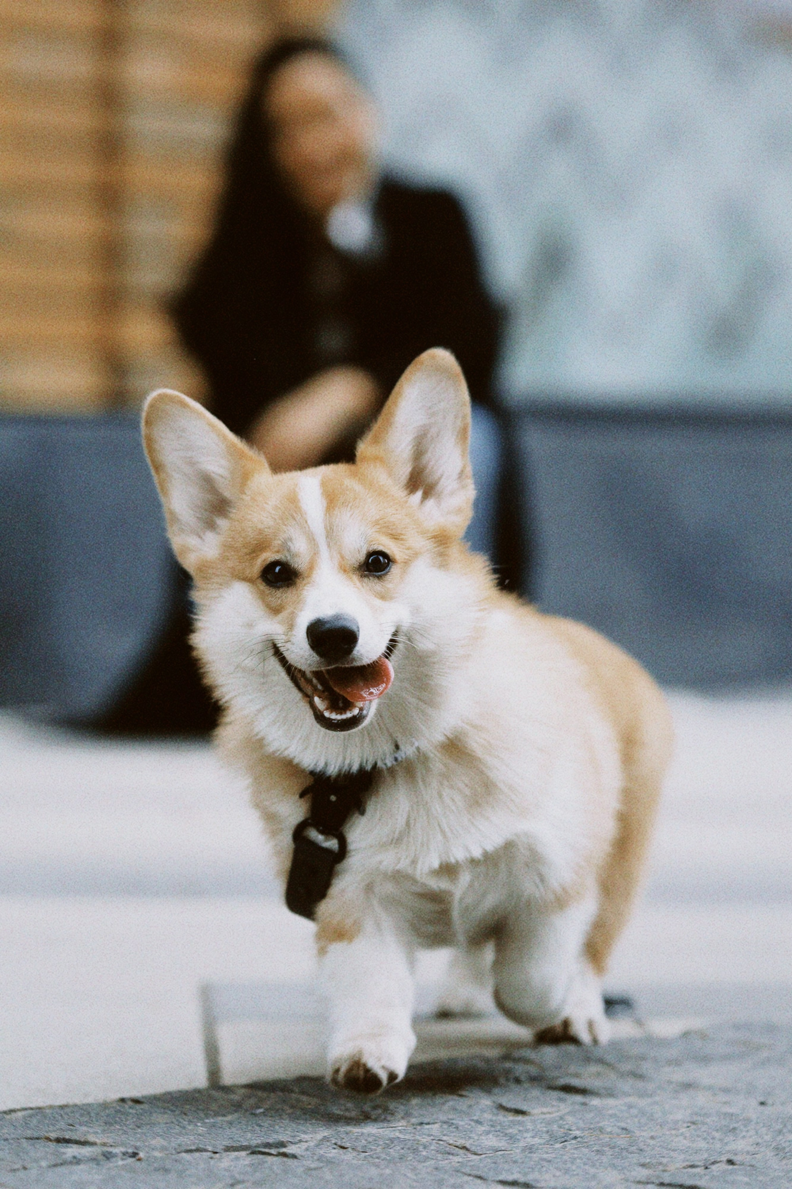 Евгения и Харли. Фотограф в Москве