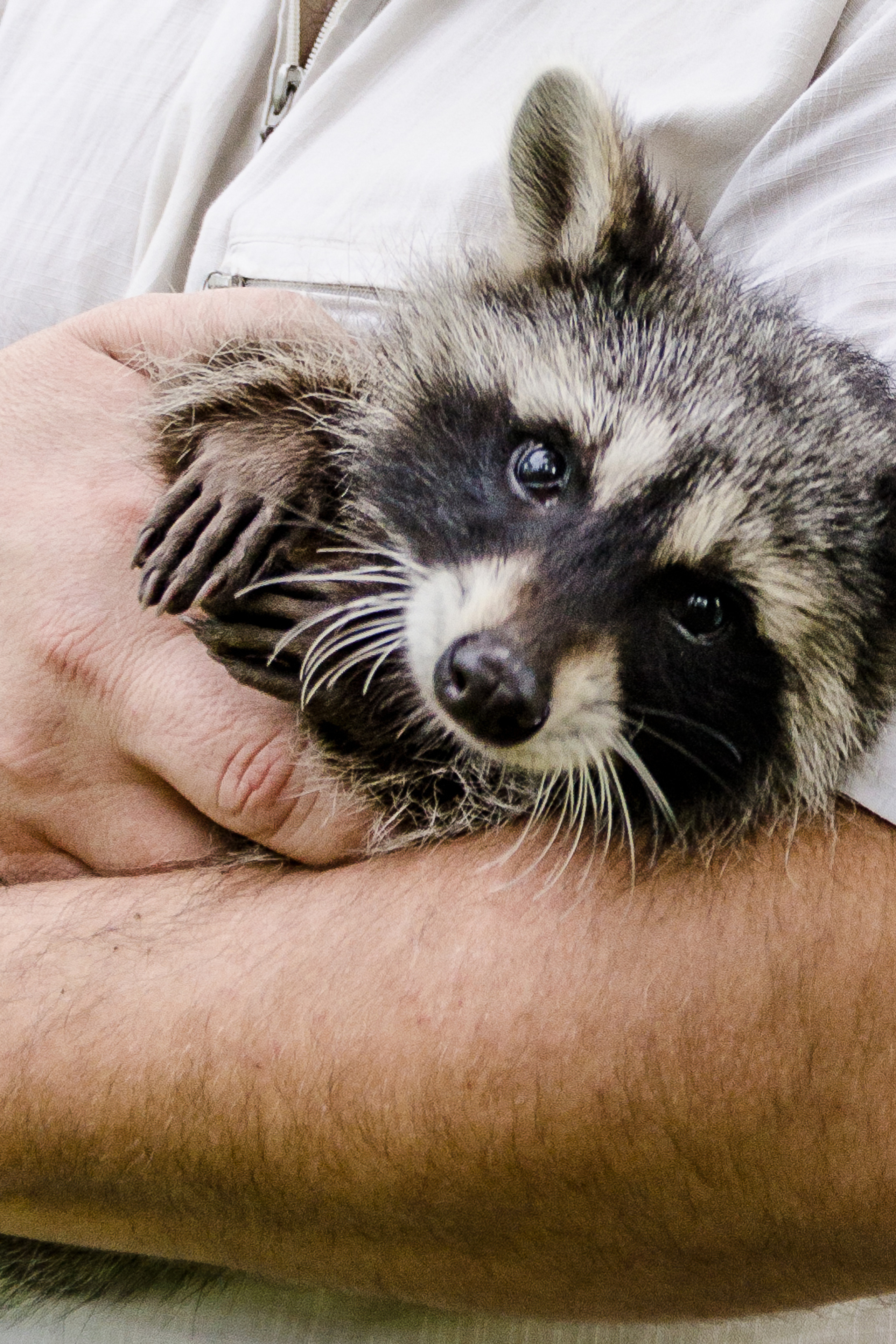 Крошка Енот