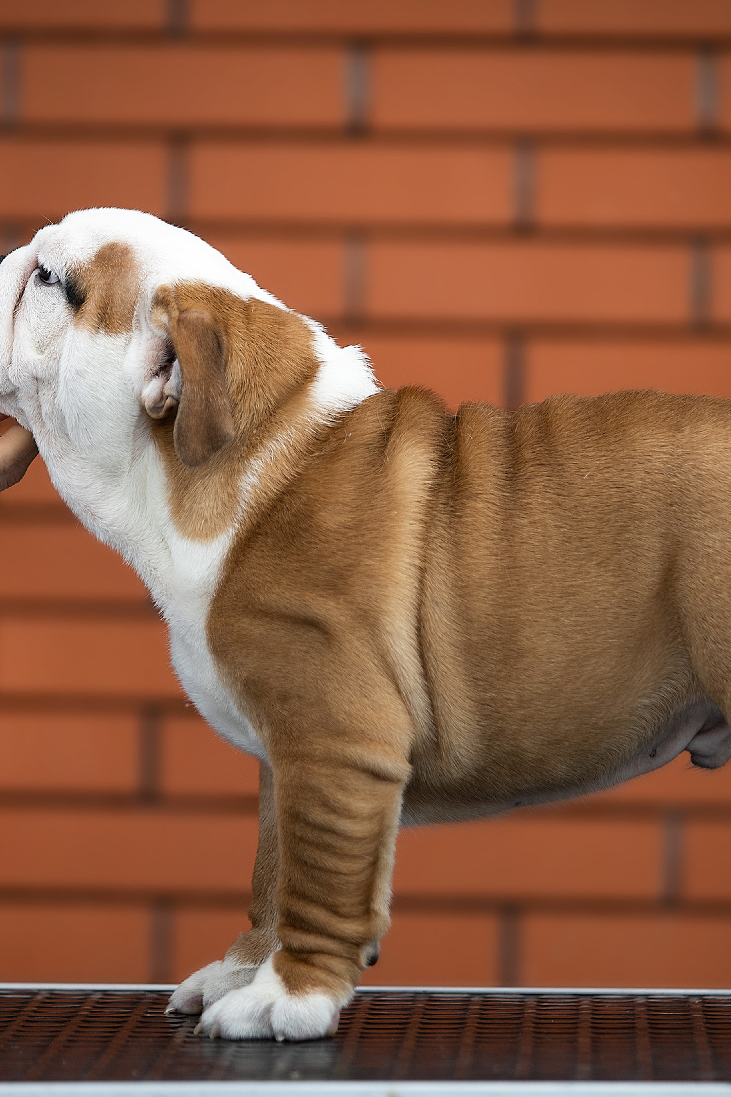 Отзывы. Фотограф. Фотограф-анималист. Москва