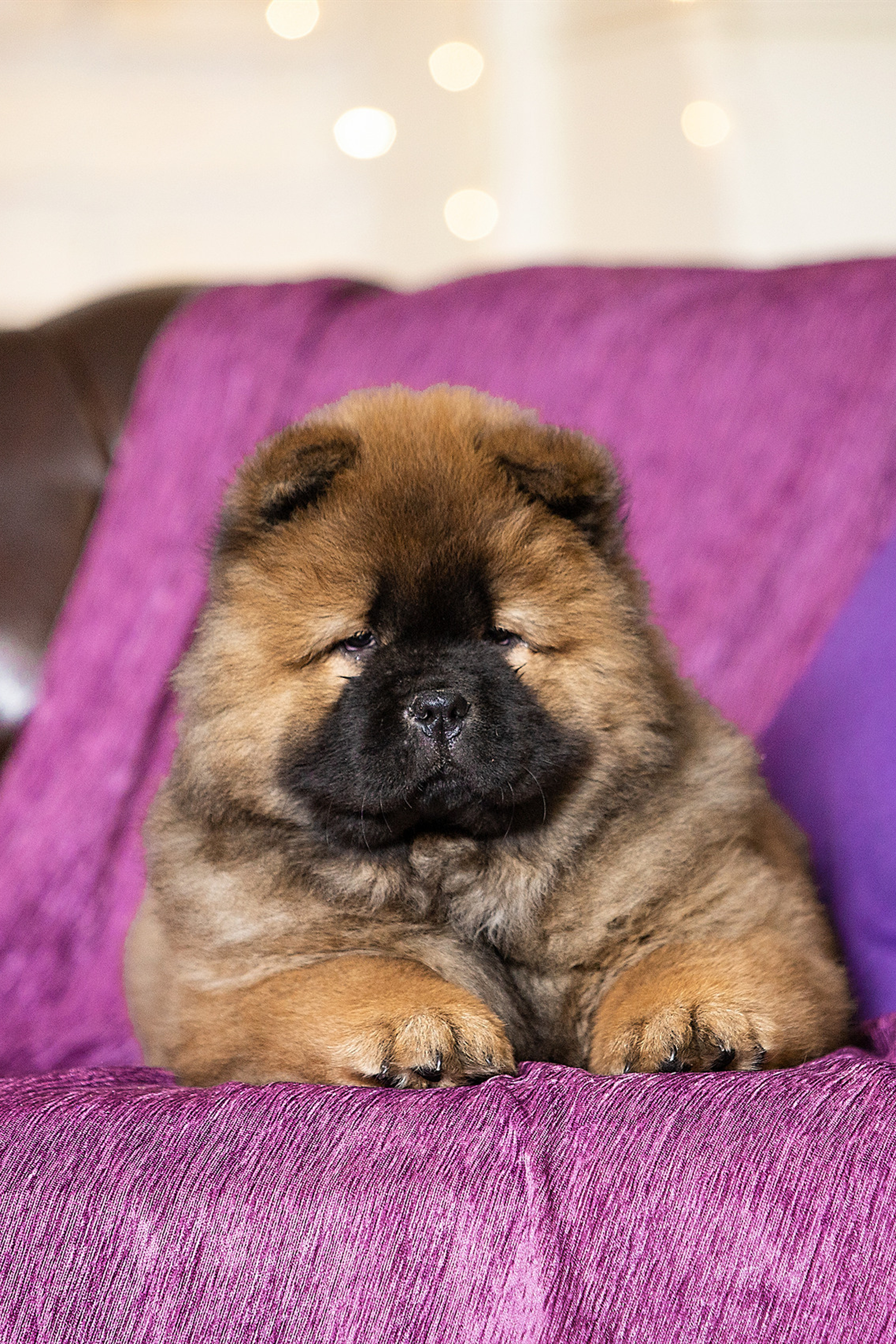 Отзывы. Фотограф. Фотограф-анималист. Москва
