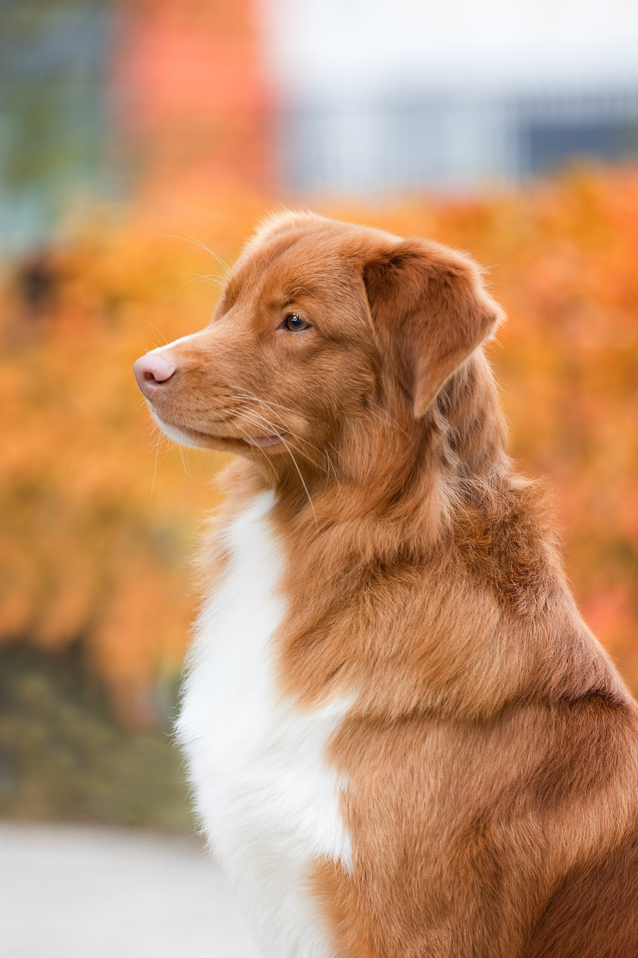 Отзывы. Фотограф. Фотограф-анималист. Москва