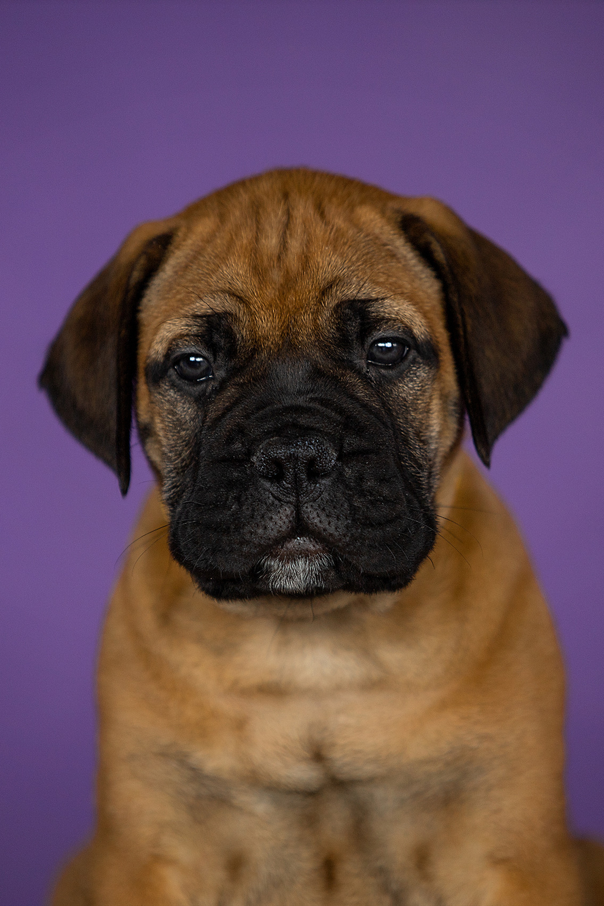 Отзывы. Фотограф. Фотограф-анималист. Москва