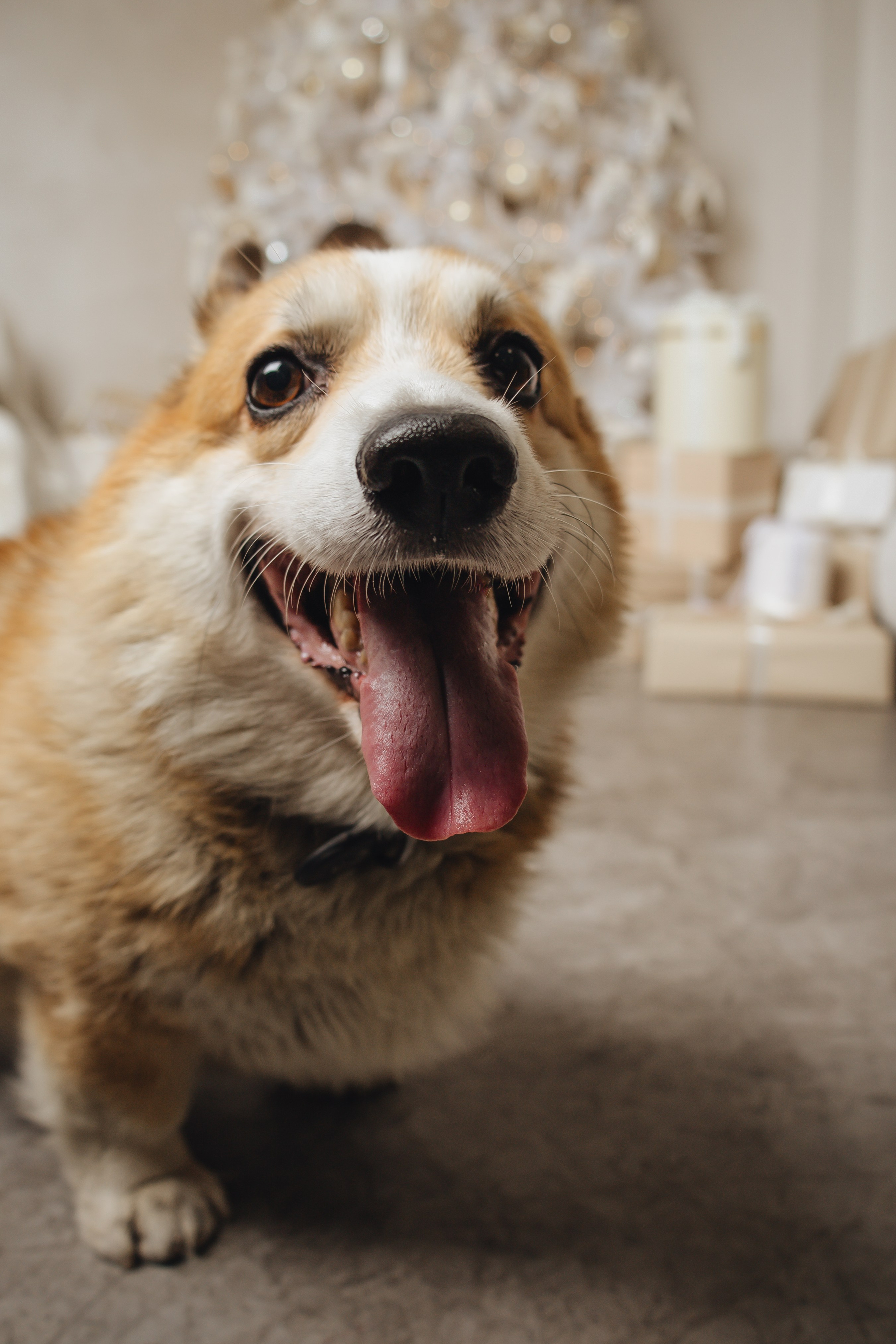 Норд и&nbsp;его семья