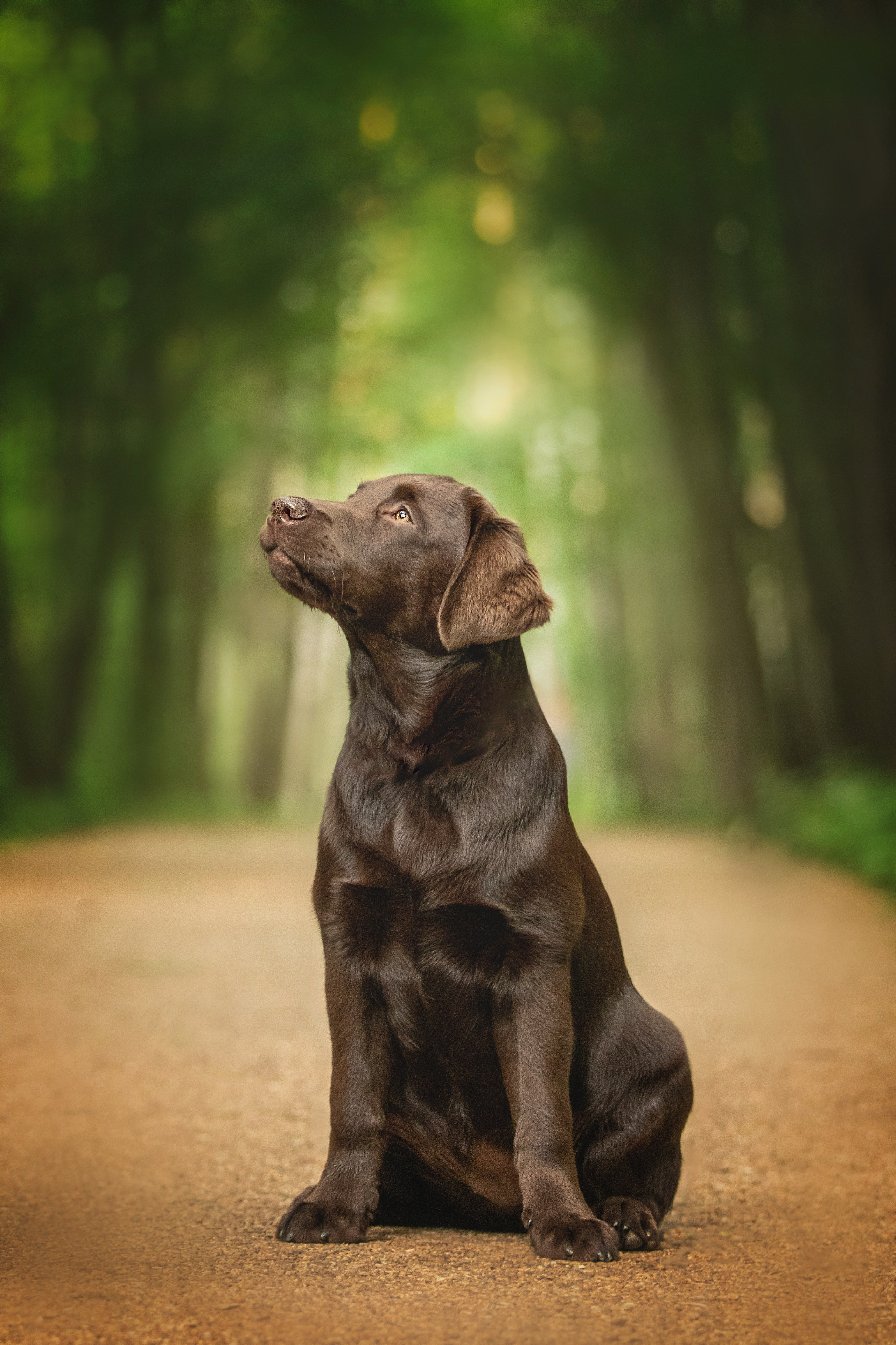 Фотограф животных в Москве