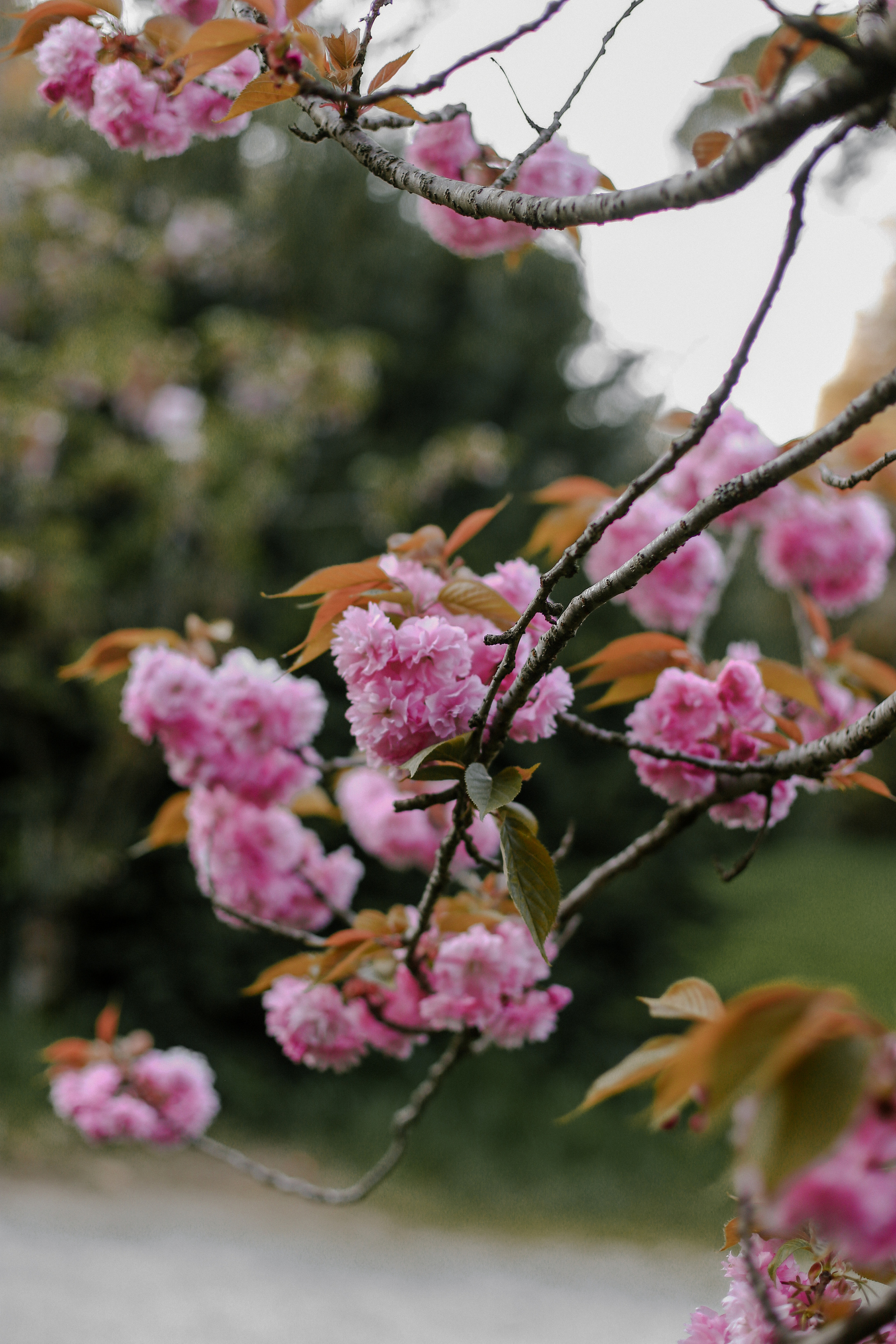 Виктория и Кристина. Милана Довгаль - семейный фотограф и видеограф  в Адлере и Сочи