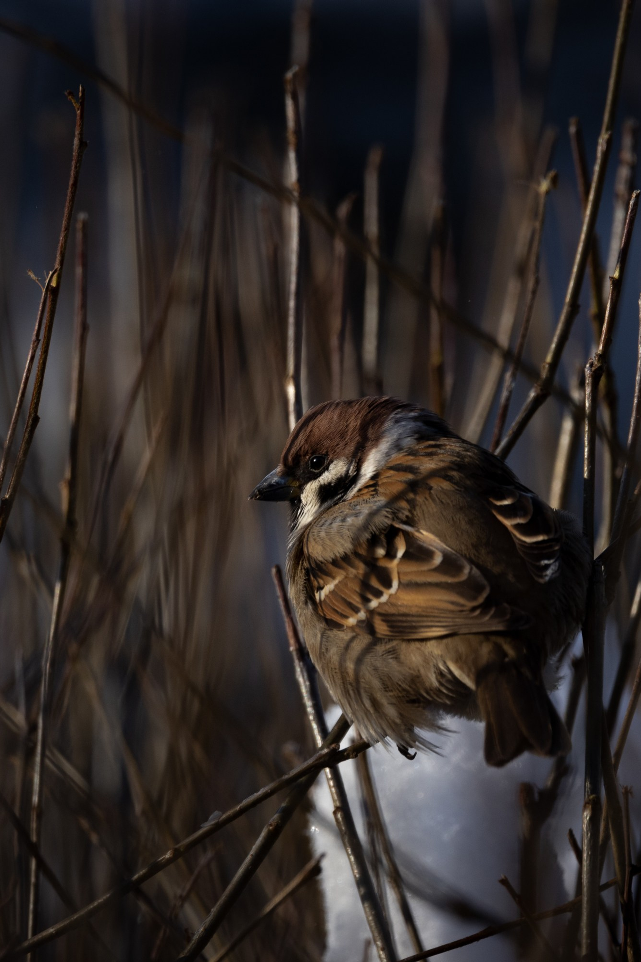Блог. Alexsedoykin