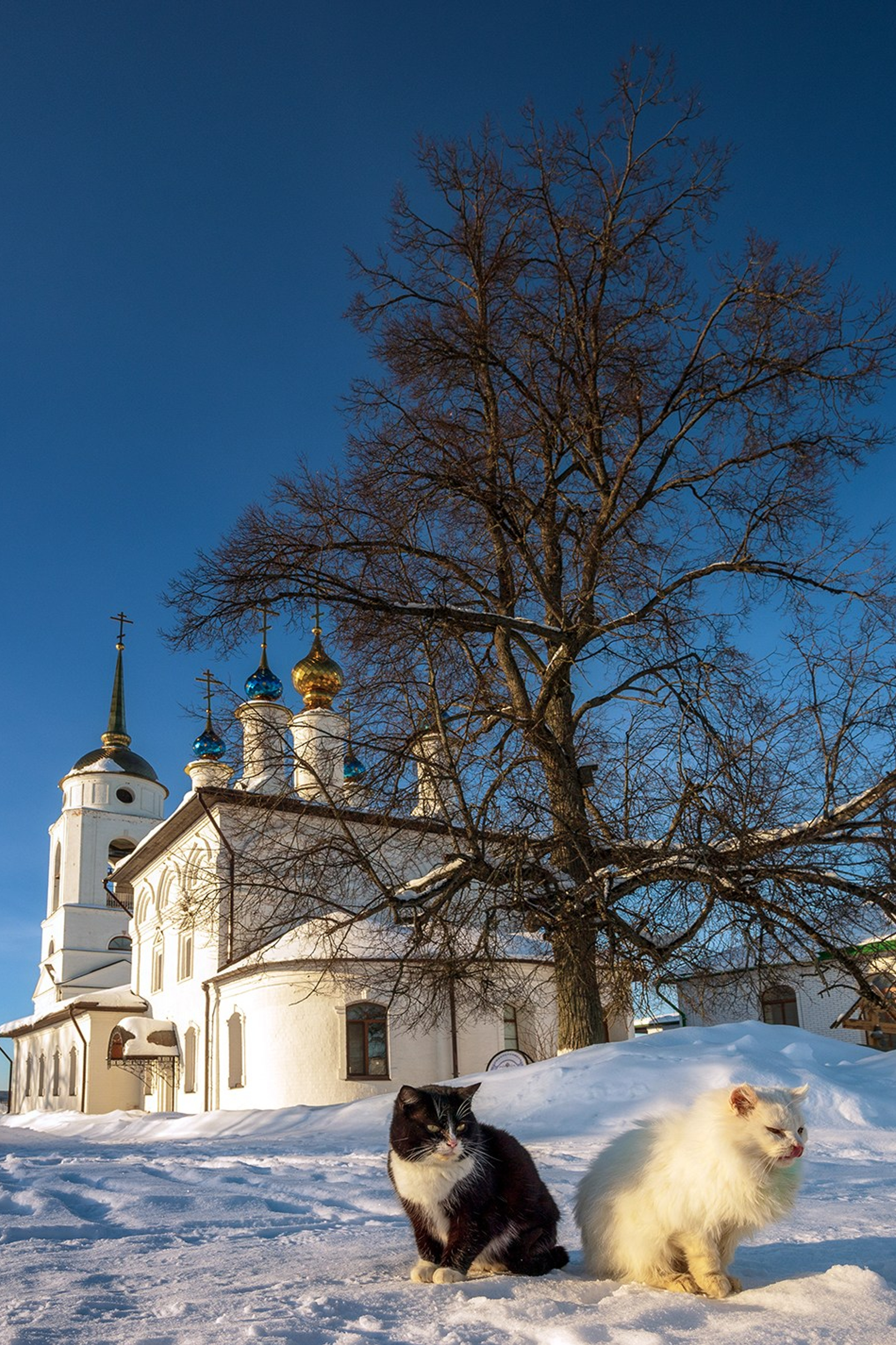 С 8 МАРТА!!!. Фотохудожник Артём Парамонов