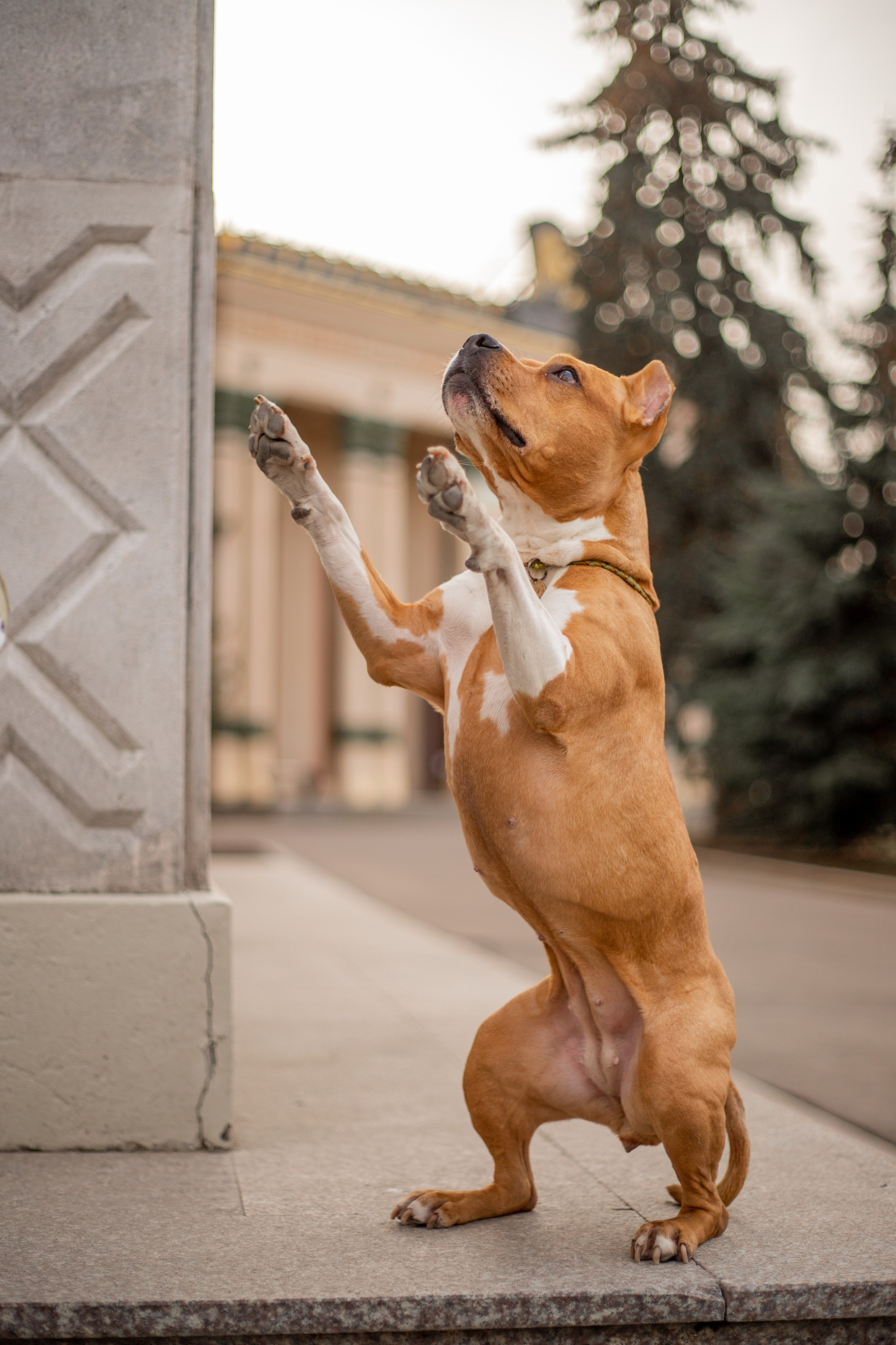 Отзывы. Фотосессии с лошадьми в Москве и МО