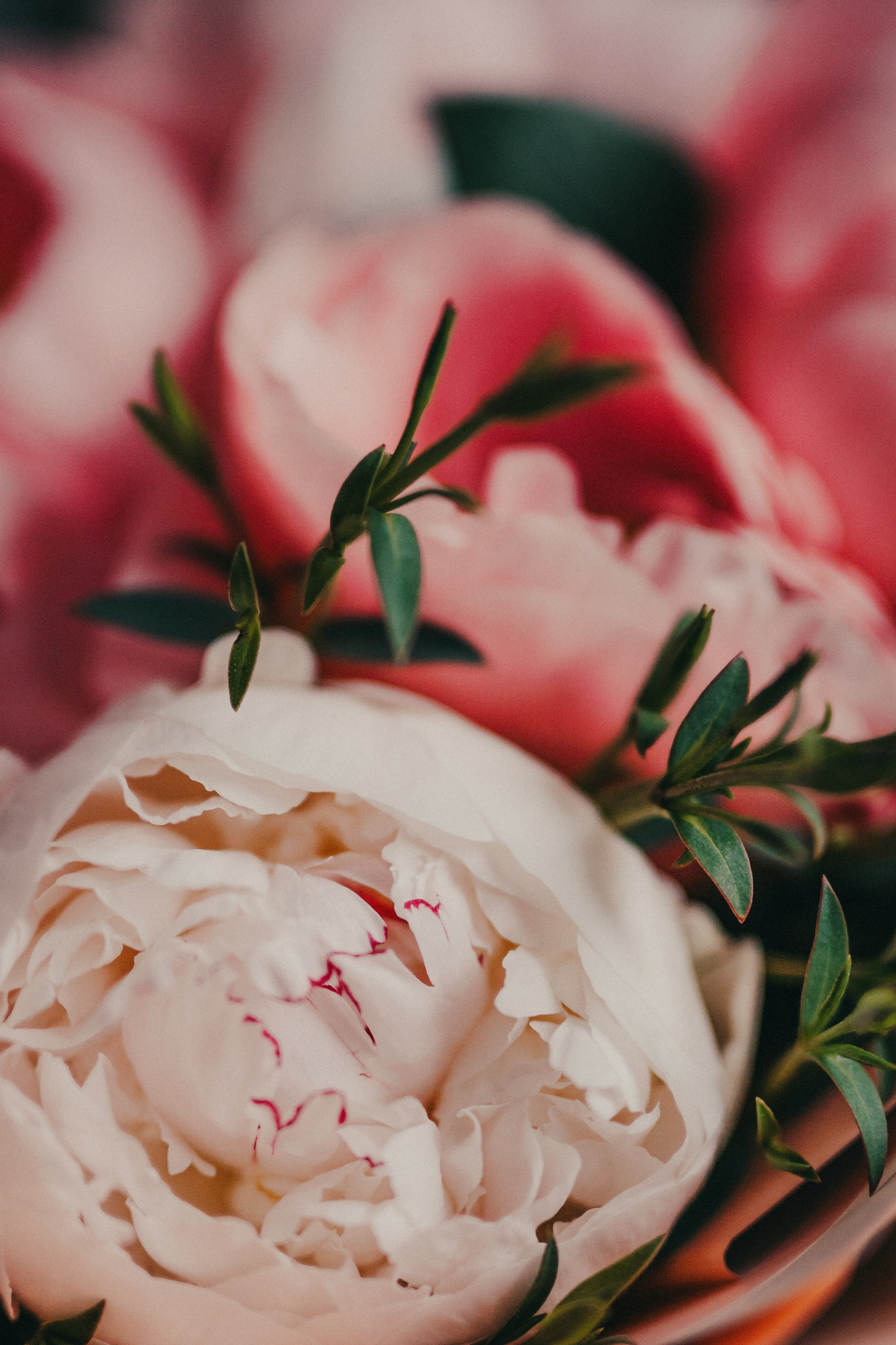 Скачать обои. Портретный и семейный фотограф во Владивостоке Светлана Мухильченко