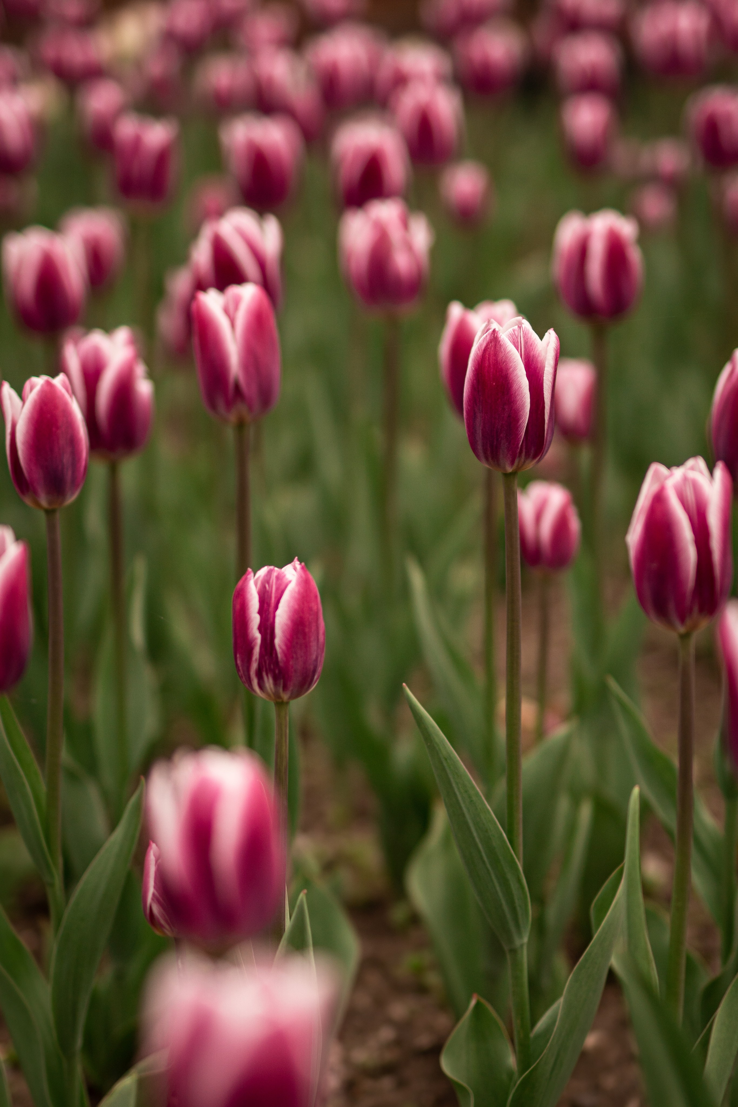 Скачать обои. Портретный и семейный фотограф во Владивостоке Светлана Мухильченко