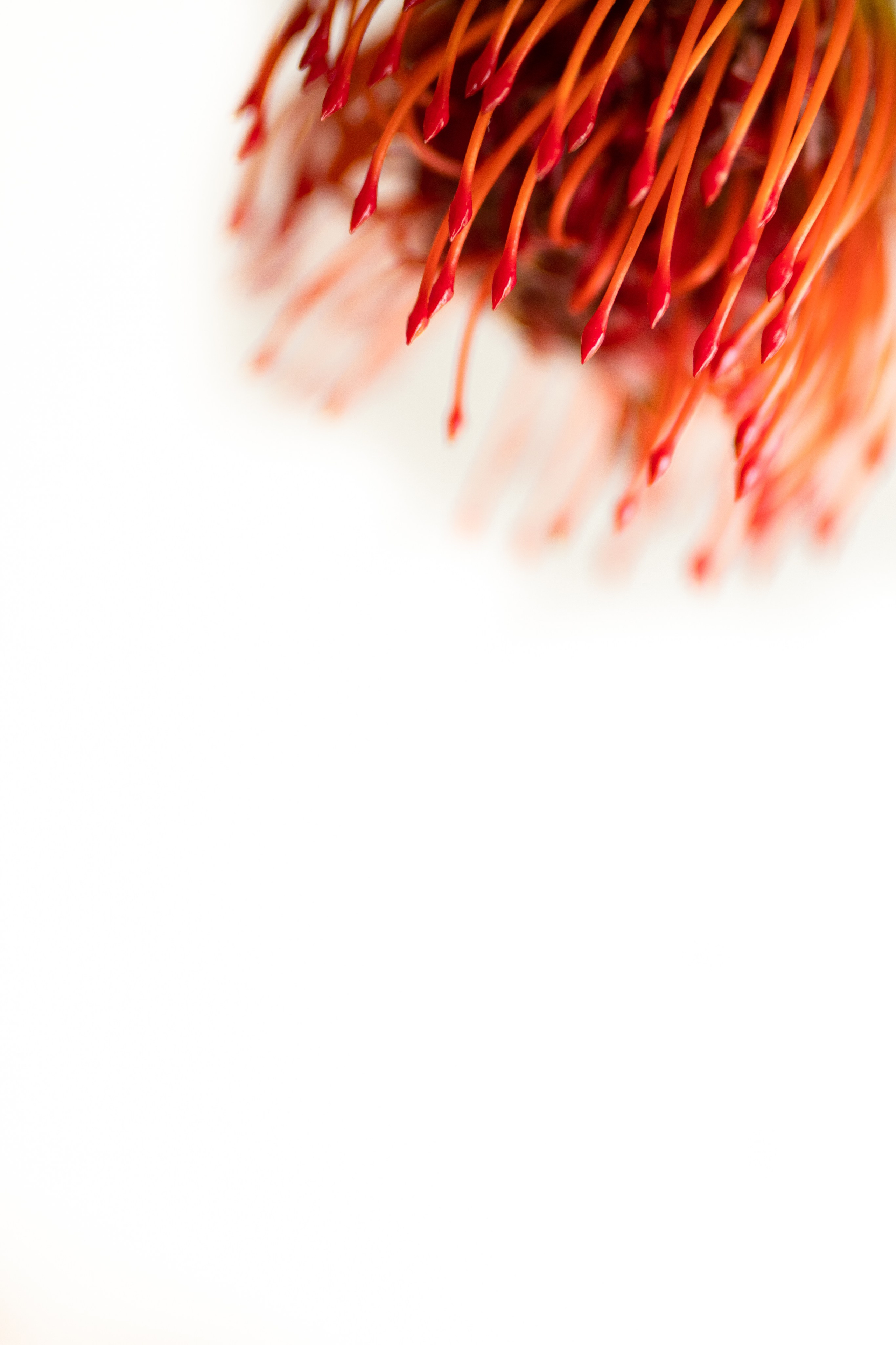 Скачать обои. Портретный и семейный фотограф во Владивостоке Светлана Мухильченко