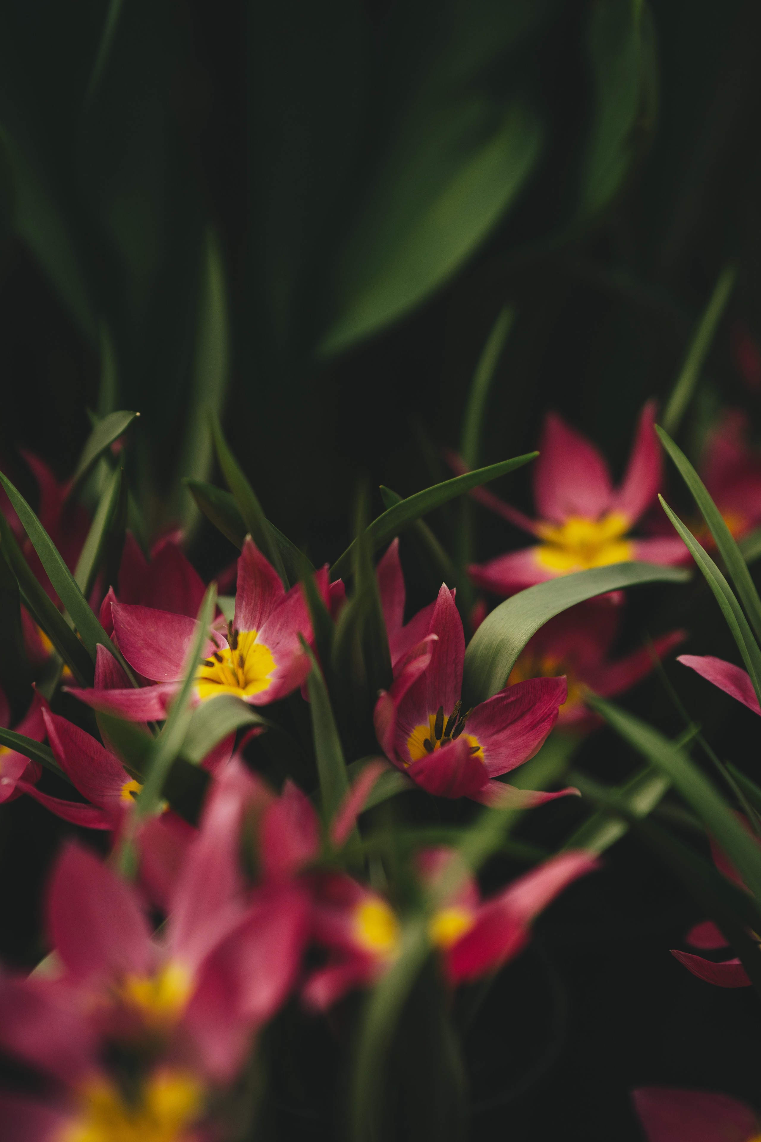 Скачать обои. Портретный и семейный фотограф во Владивостоке Светлана Мухильченко