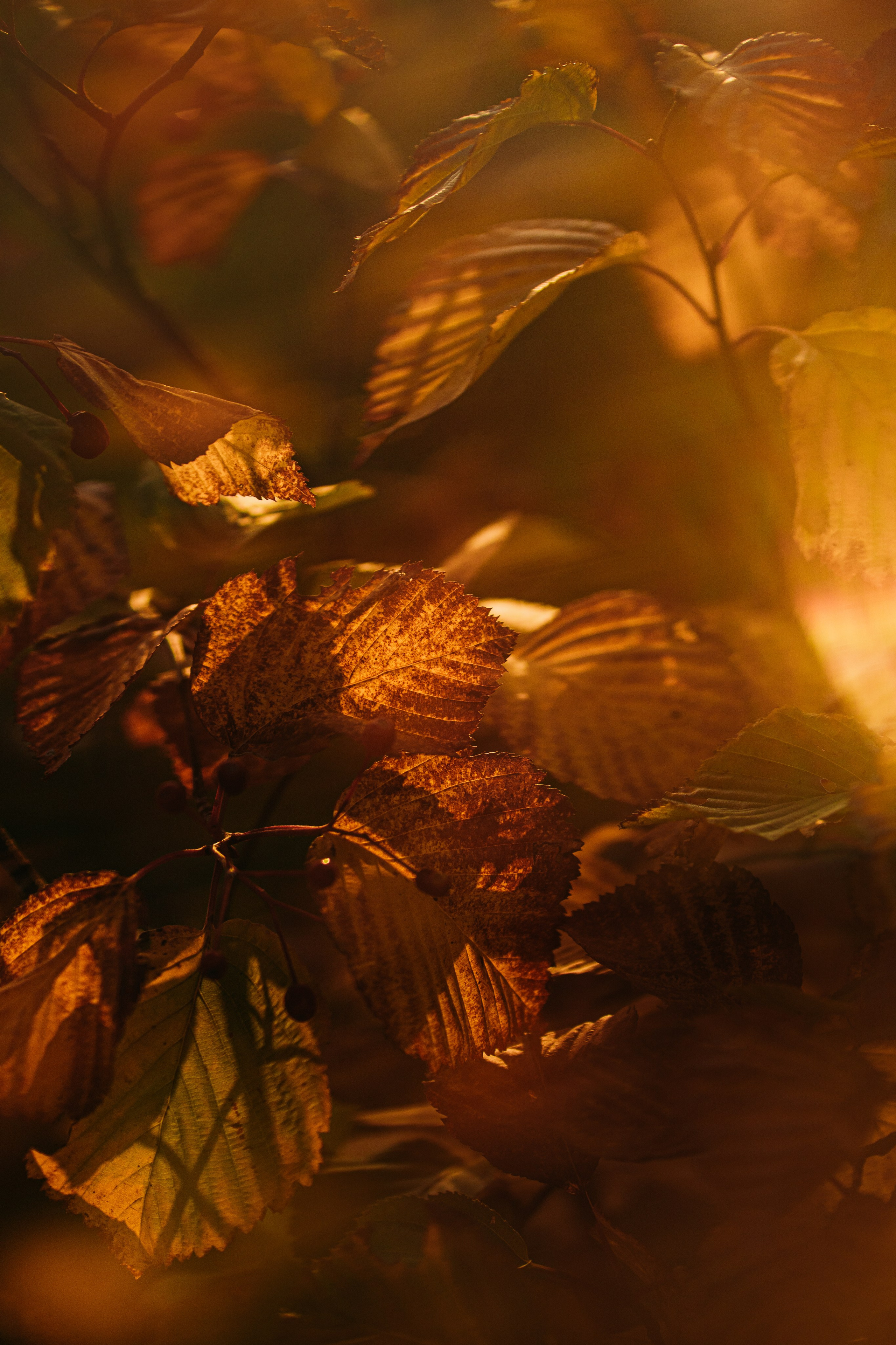 Скачать обои. Портретный и семейный фотограф во Владивостоке Светлана Мухильченко