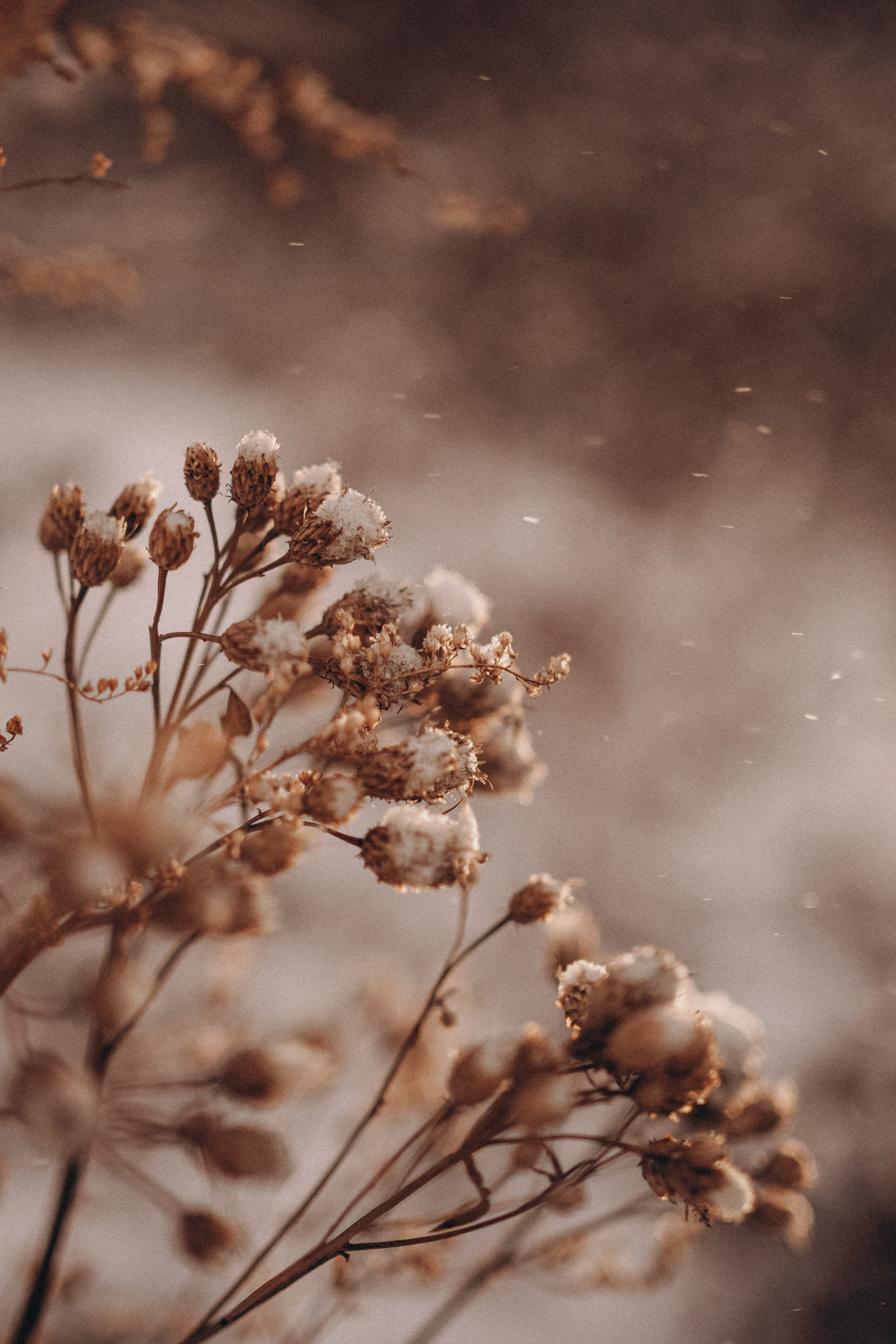 Скачать обои. Портретный и семейный фотограф во Владивостоке Светлана Мухильченко