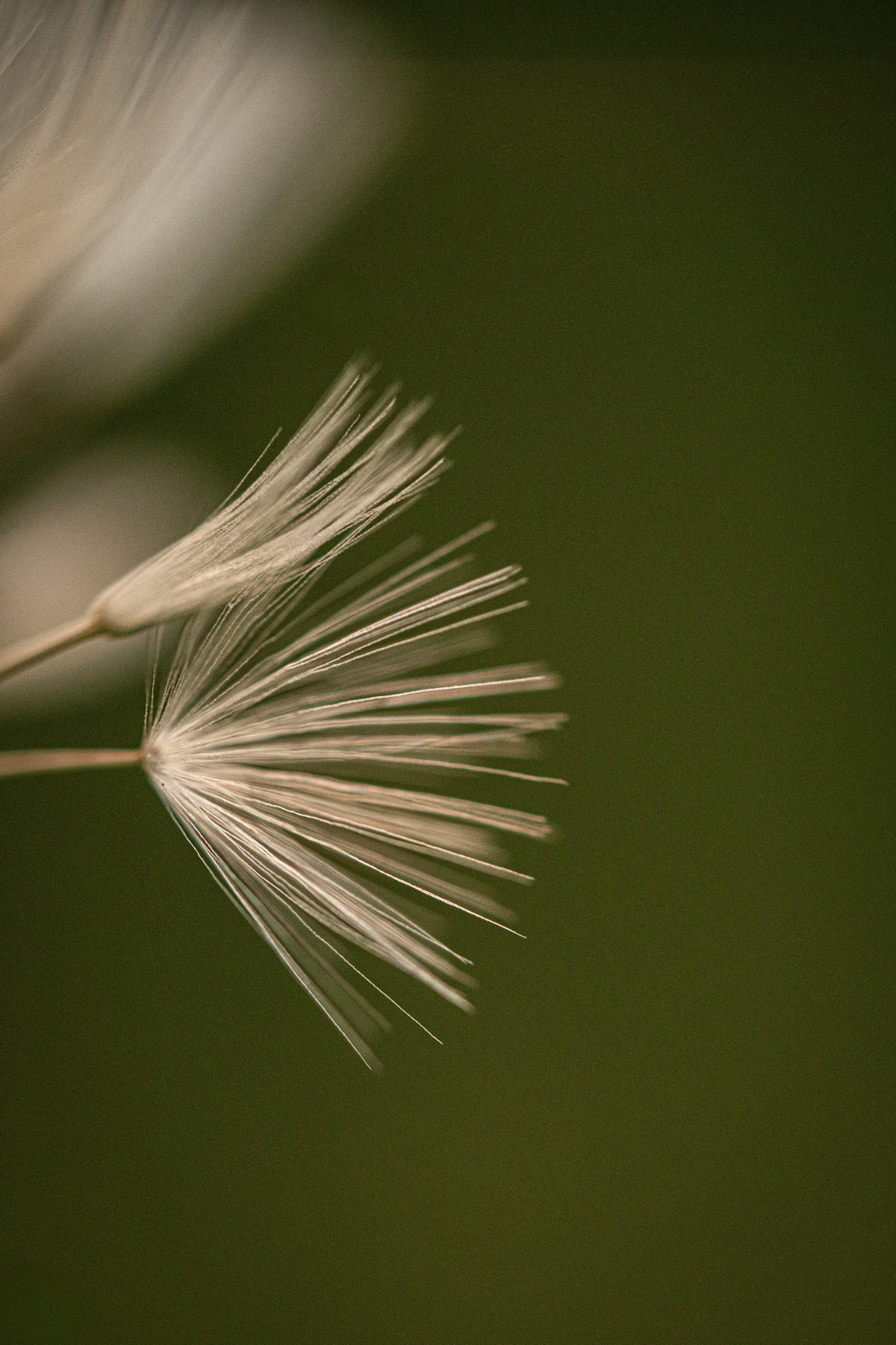 Скачать обои. Портретный и семейный фотограф во Владивостоке Светлана Мухильченко