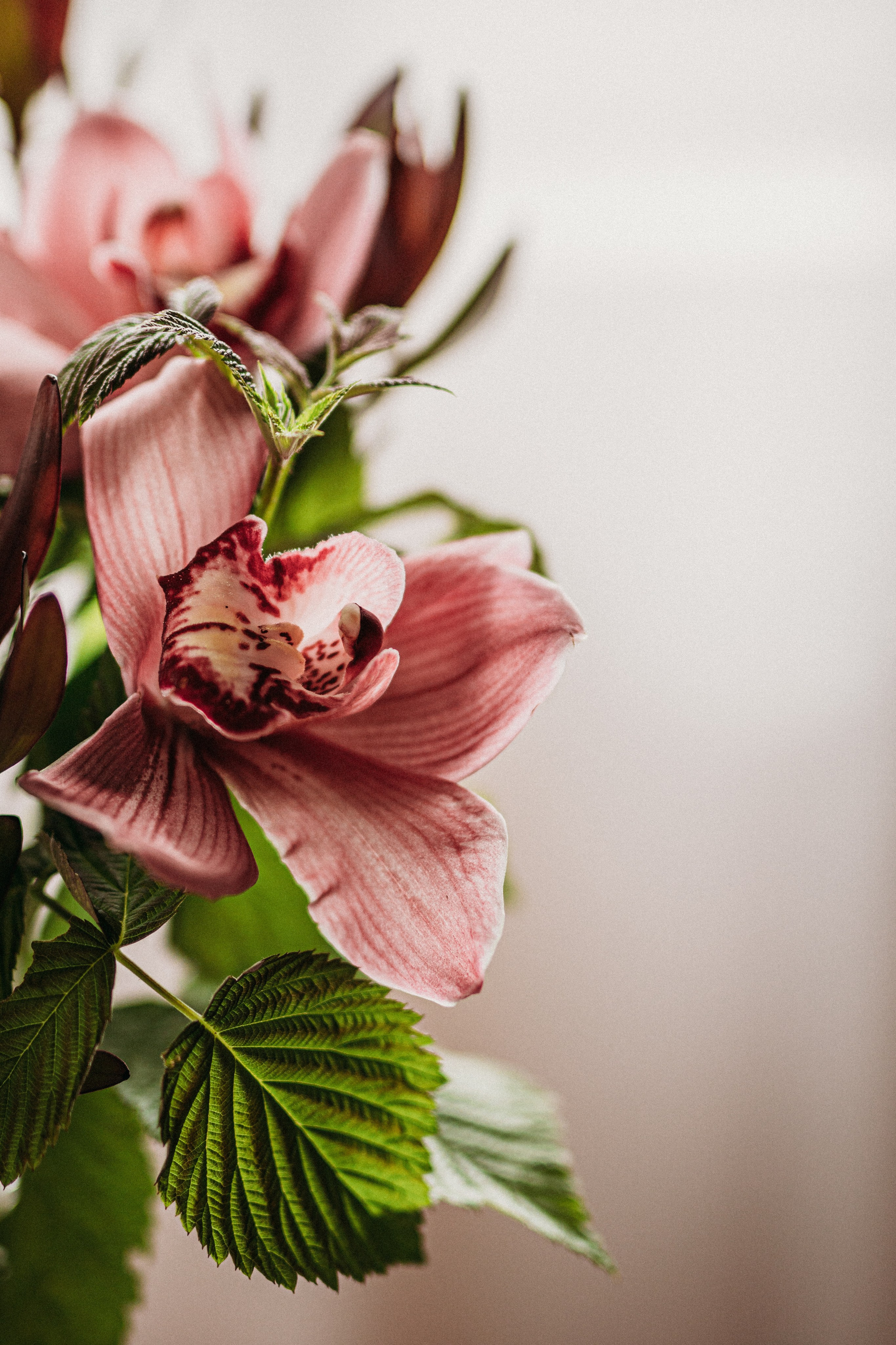 Скачать обои. Портретный и семейный фотограф во Владивостоке Светлана Мухильченко