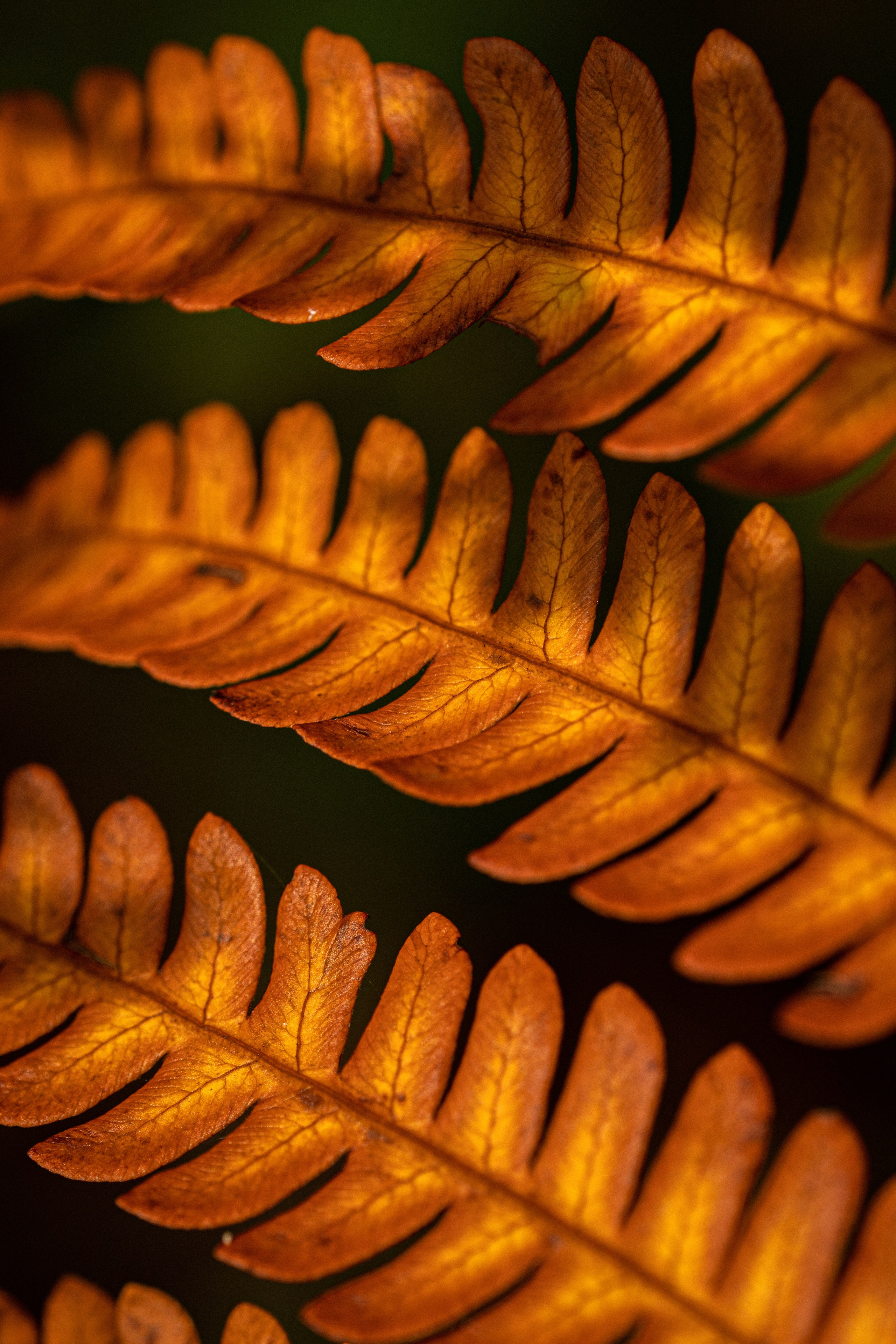 Скачать обои. Портретный и семейный фотограф во Владивостоке Светлана Мухильченко