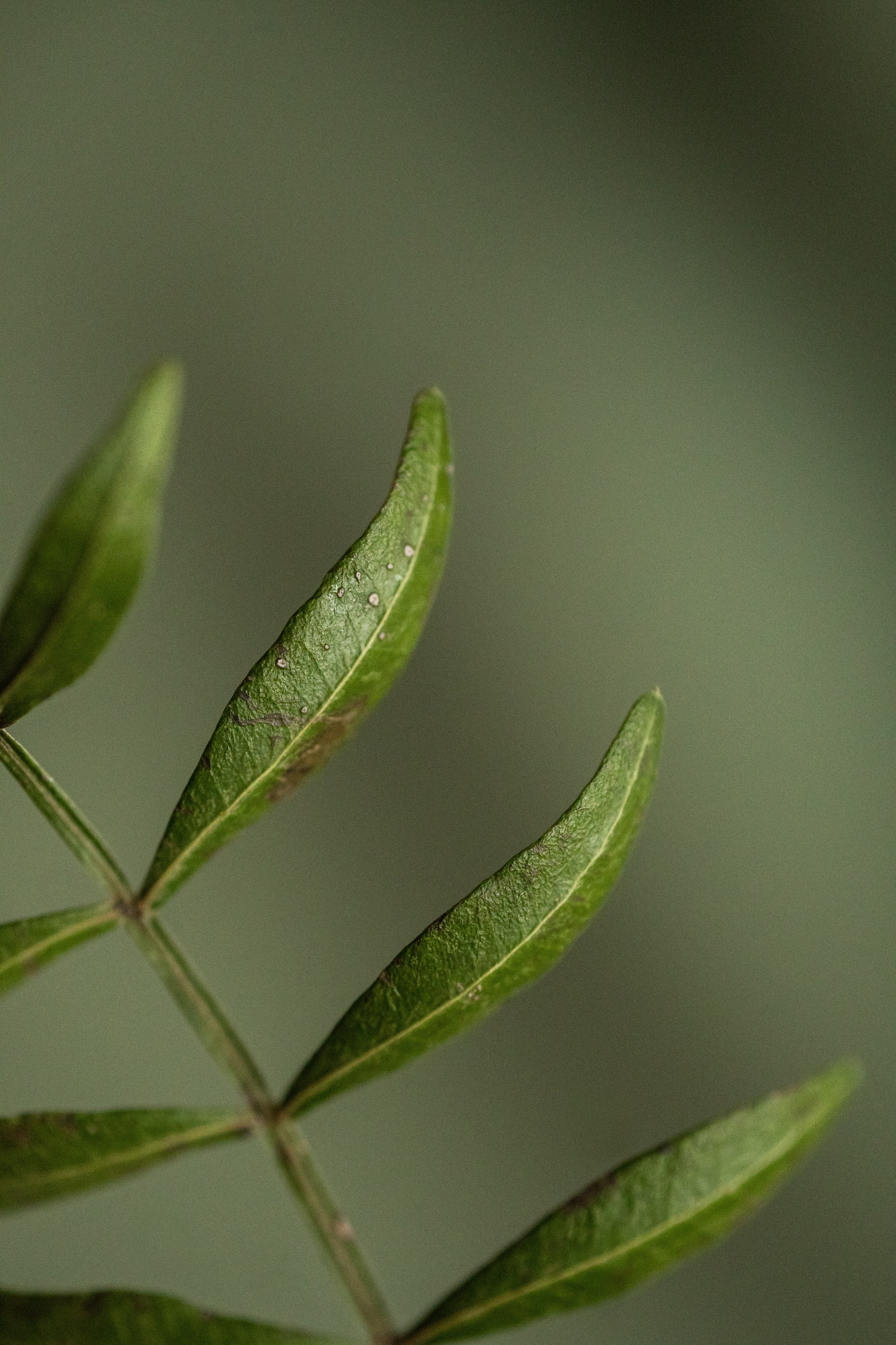 Скачать обои. Портретный и семейный фотограф во Владивостоке Светлана Мухильченко