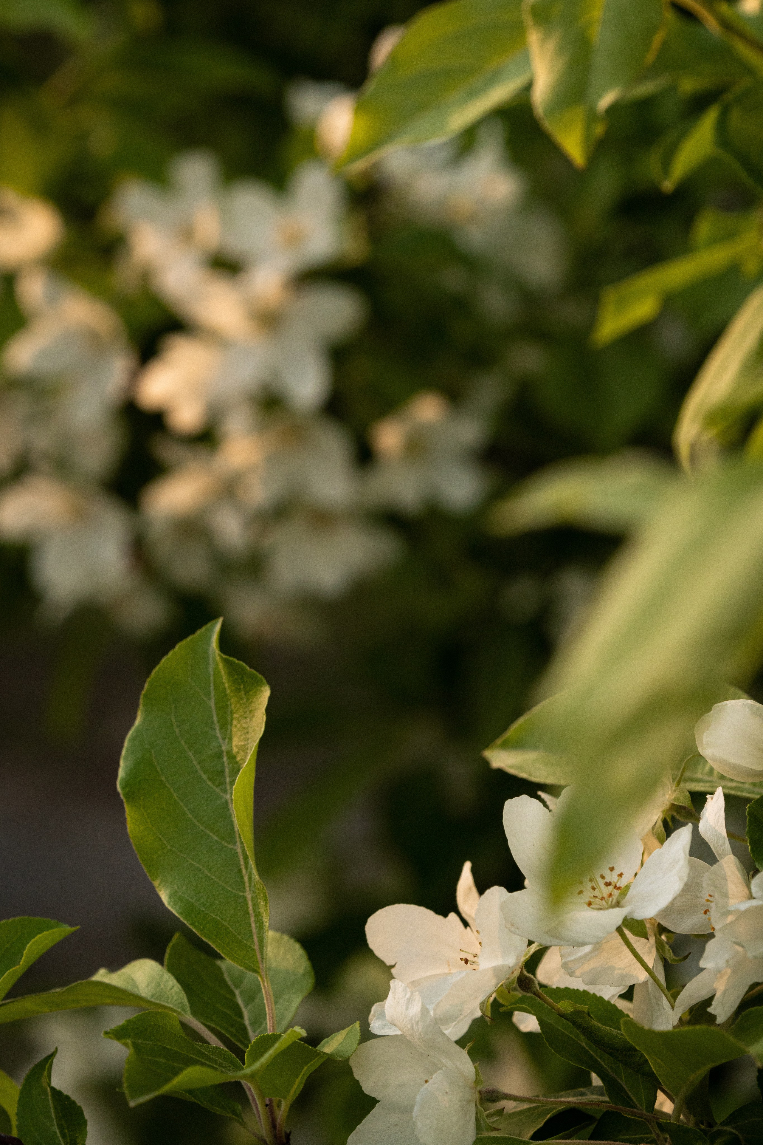Скачать обои. Портретный и семейный фотограф во Владивостоке Светлана Мухильченко