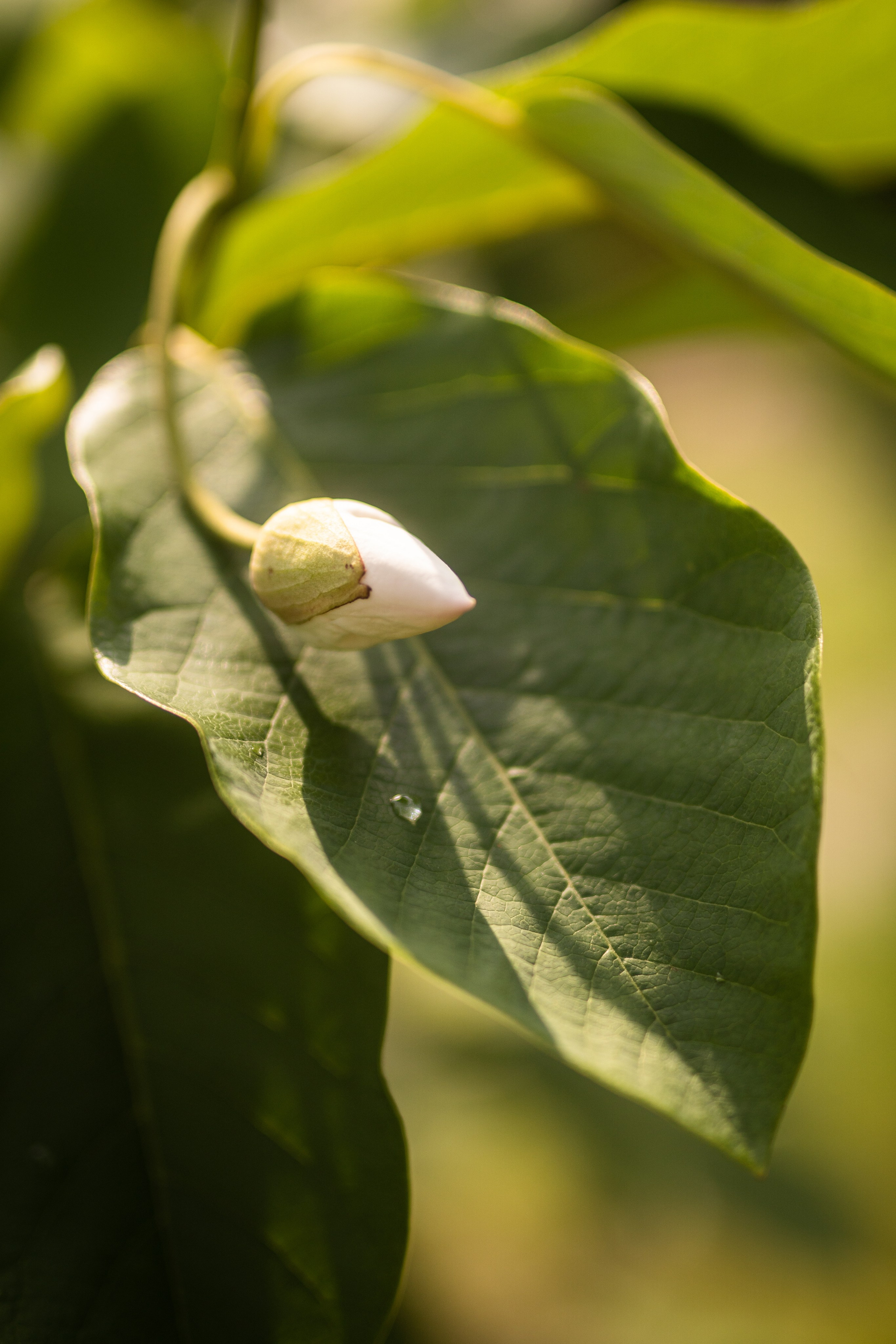 Скачать обои. Портретный и семейный фотограф во Владивостоке Светлана Мухильченко