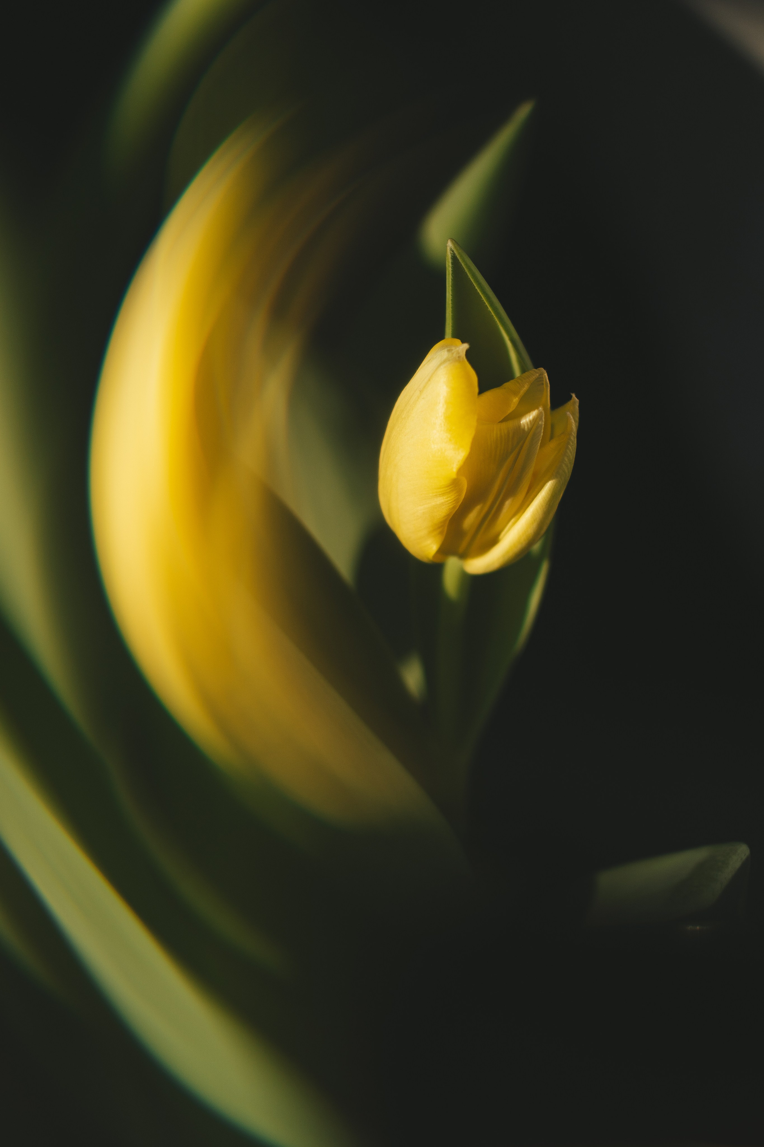 Скачать обои. Портретный и семейный фотограф во Владивостоке Светлана Мухильченко