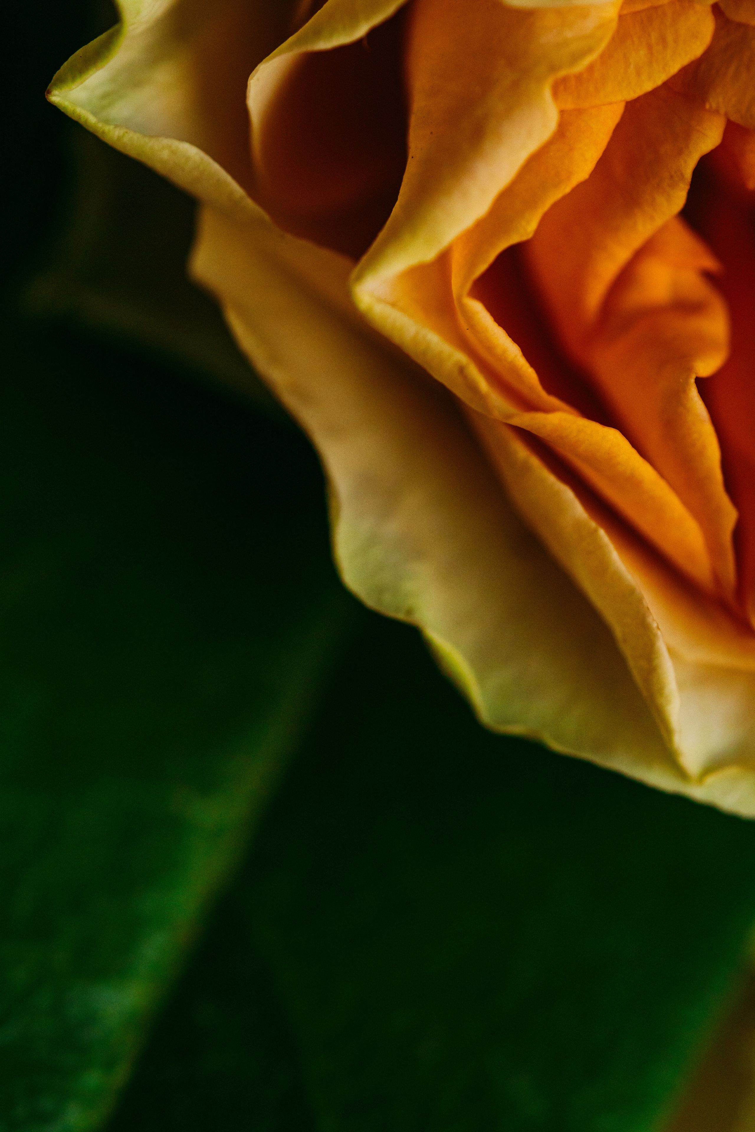 Сладкие обои. Портретный и семейный фотограф во Владивостоке Светлана Мухильченко