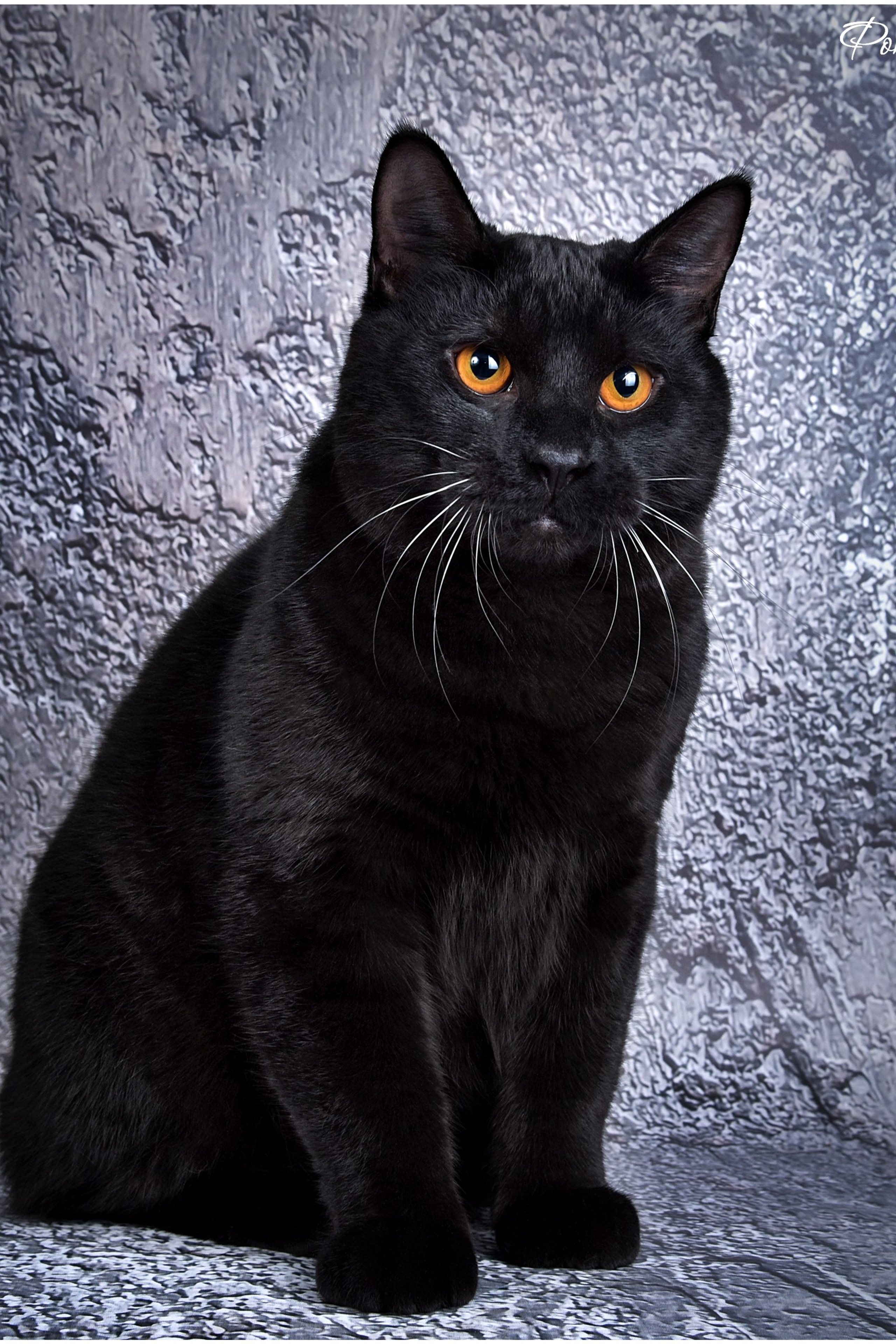 Студийная фотосъемка. Фотограф анималист | семейный Юлия Вакуленко, г. Краснодар