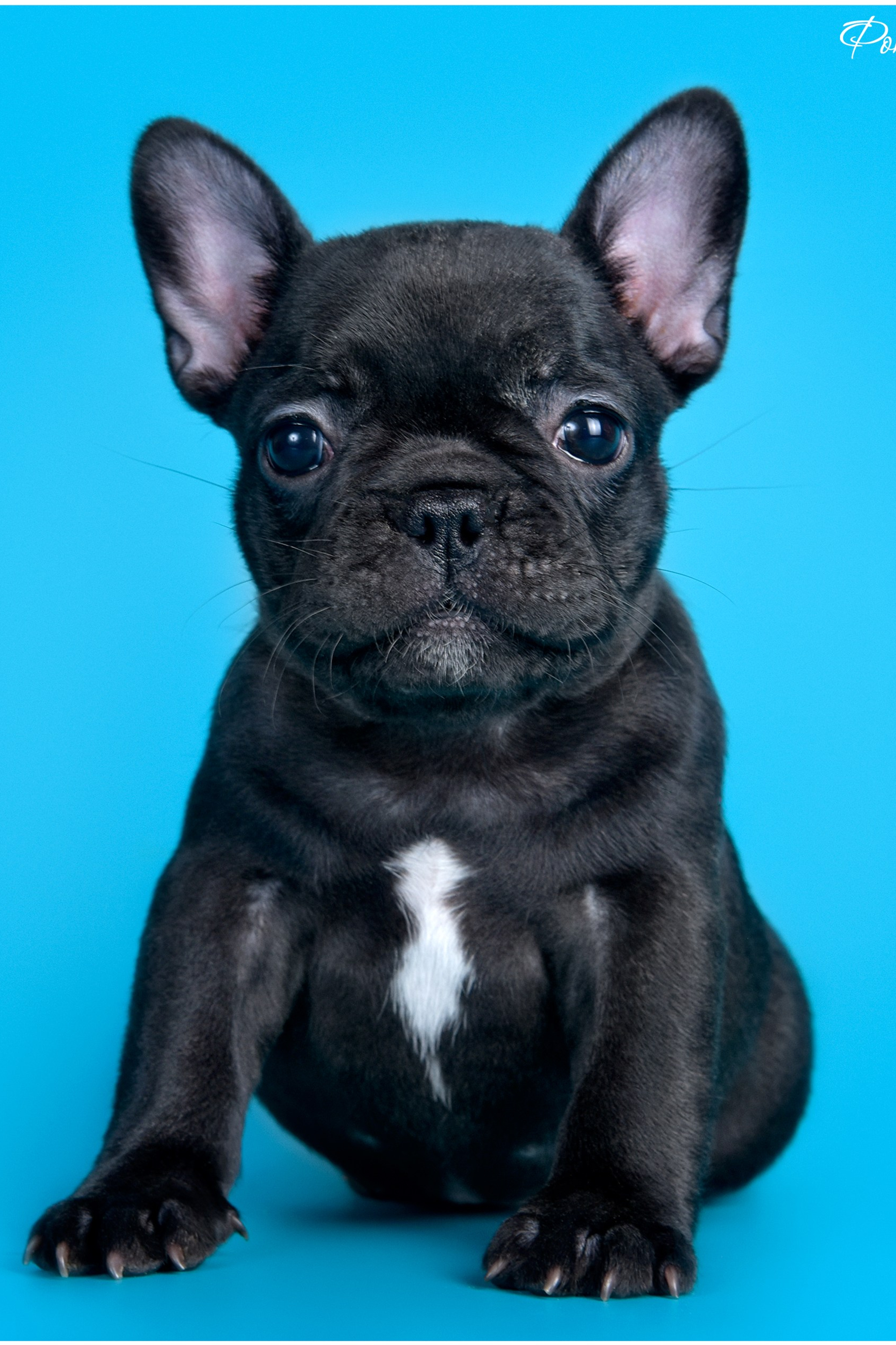 Собаки. Фотограф анималист | семейный Юлия Вакуленко, г. Краснодар