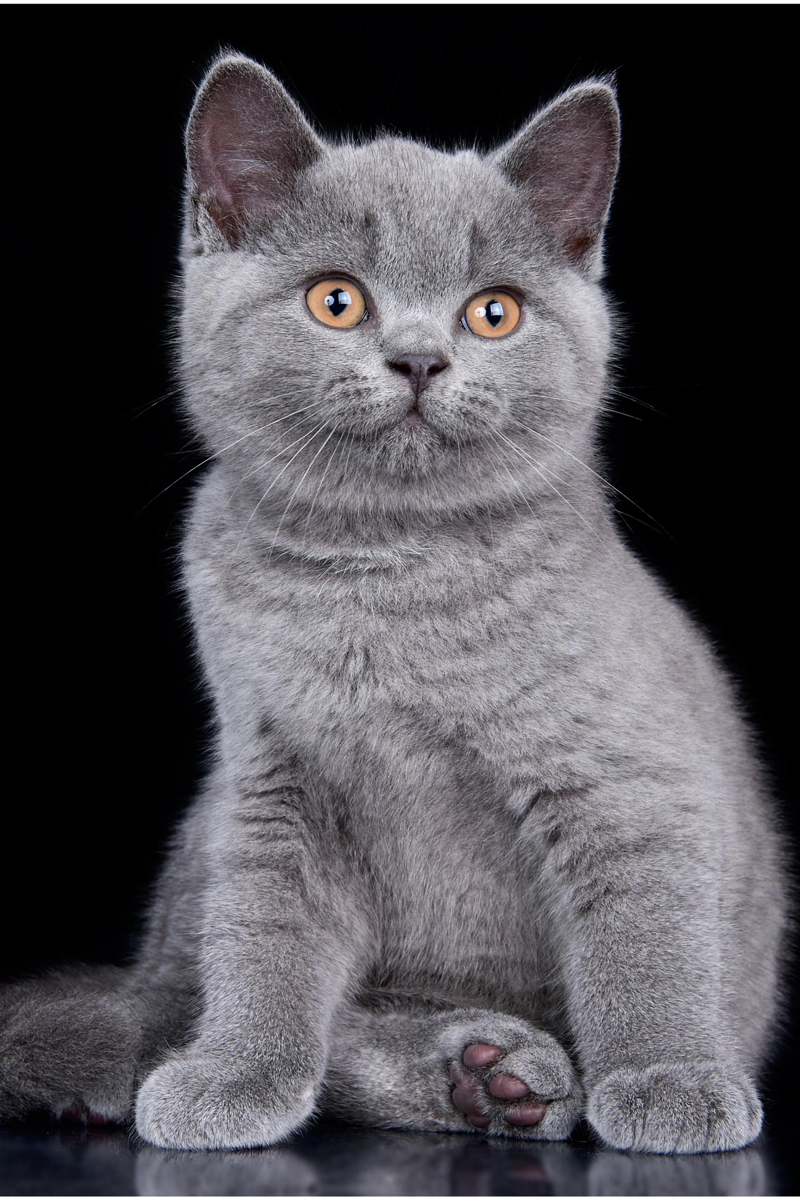 Студийная фотосъемка. Фотограф анималист | семейный Юлия Вакуленко, г. Краснодар