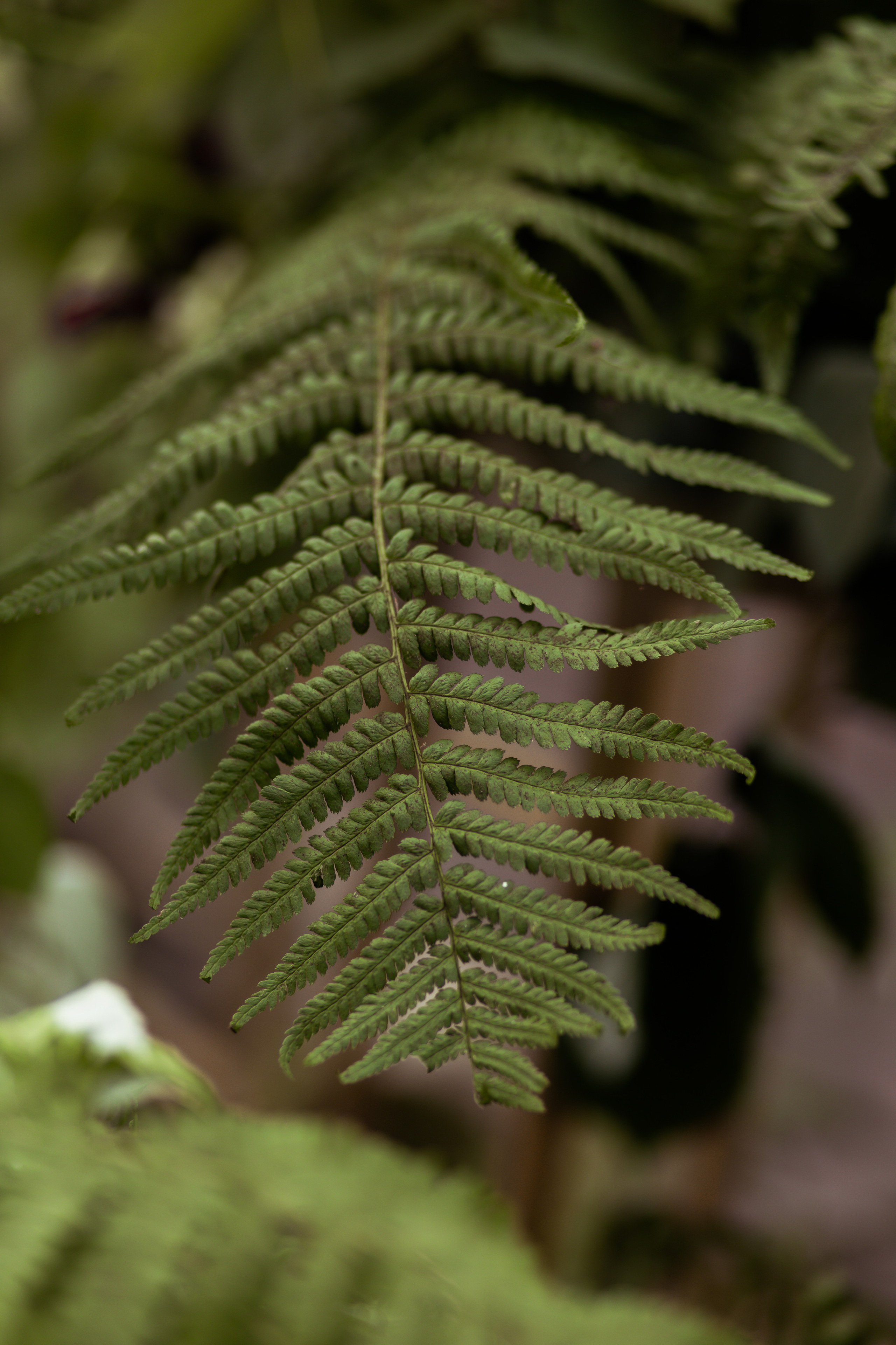 Яна & Саша. Свадебный фотограф в Туле и Москве Елена Рубцова